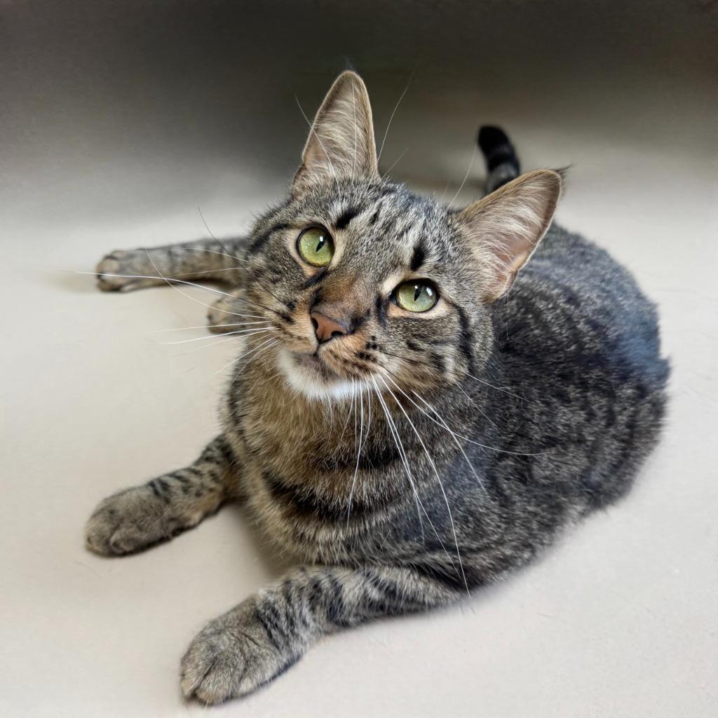 Enlarge Avery, a Adoptable Domestic Short Hair in State College, PA image 2/6