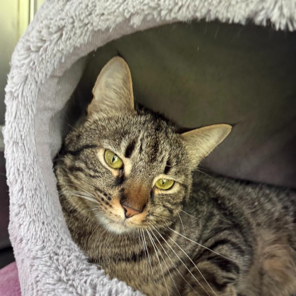 Avery, Adoptable, Adult Male Domestic Short Hair.