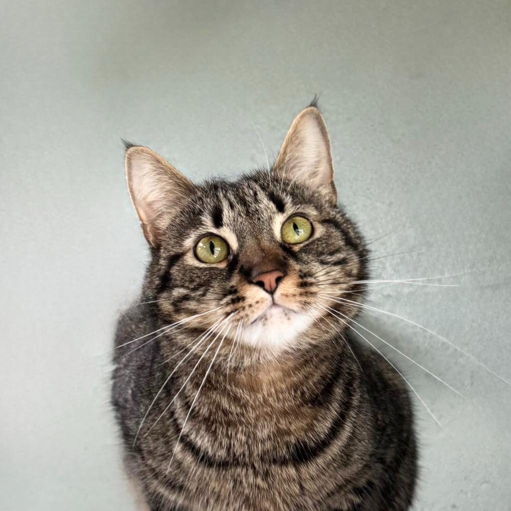 Enlarge Avery, a Adoptable Domestic Short Hair in State College, PA image 2/6