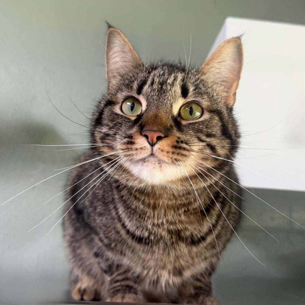 Enlarge Avery, a Adoptable Domestic Short Hair in State College, PA image 3/6