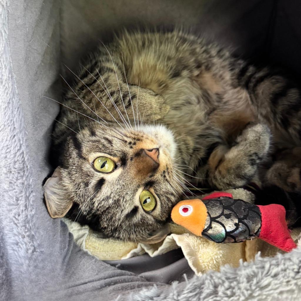 Enlarge Avery, a Adoptable Domestic Short Hair in State College, PA image 6/6