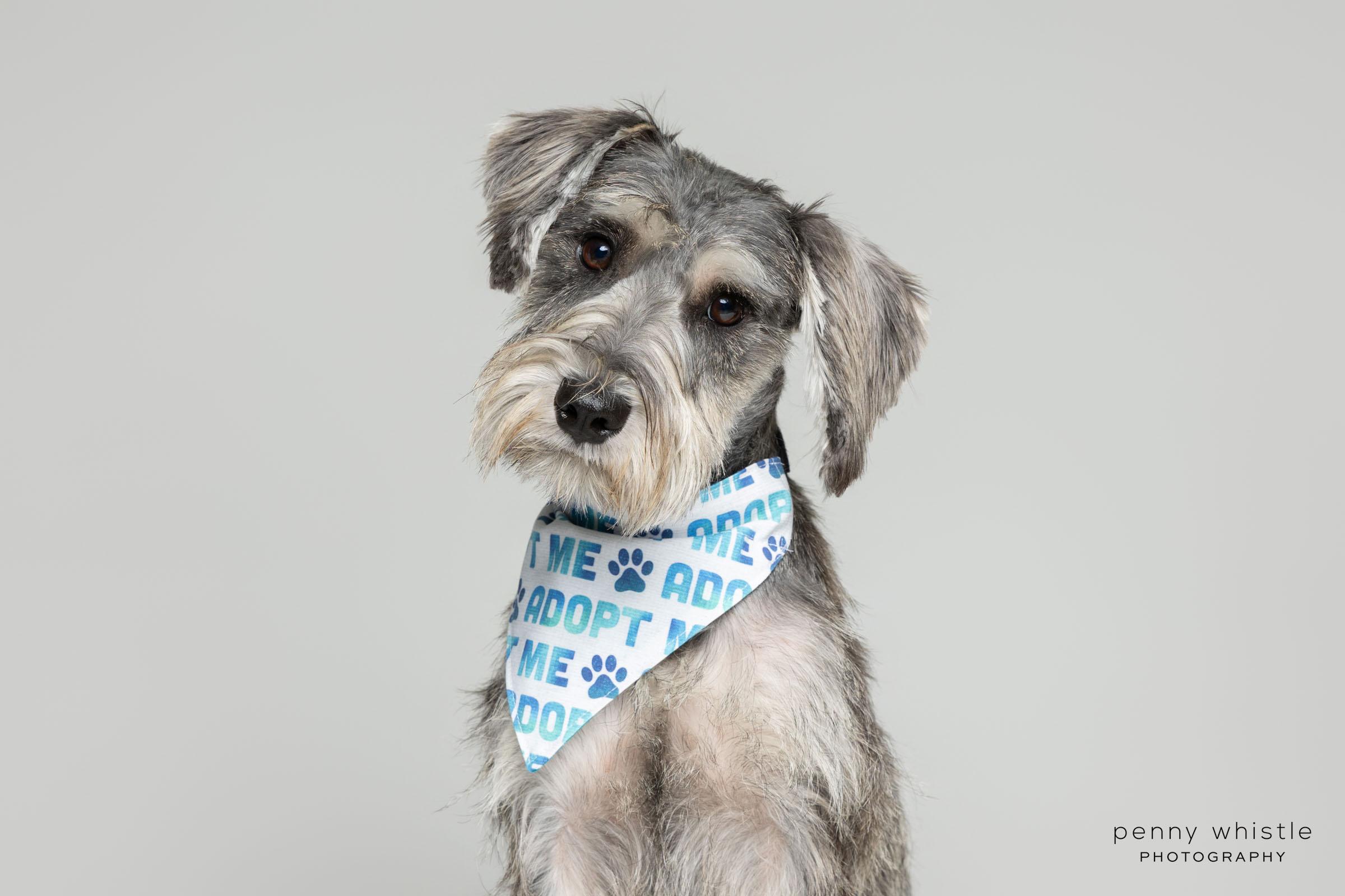 Kaiser, adopted, Young Male Schnauzer.
