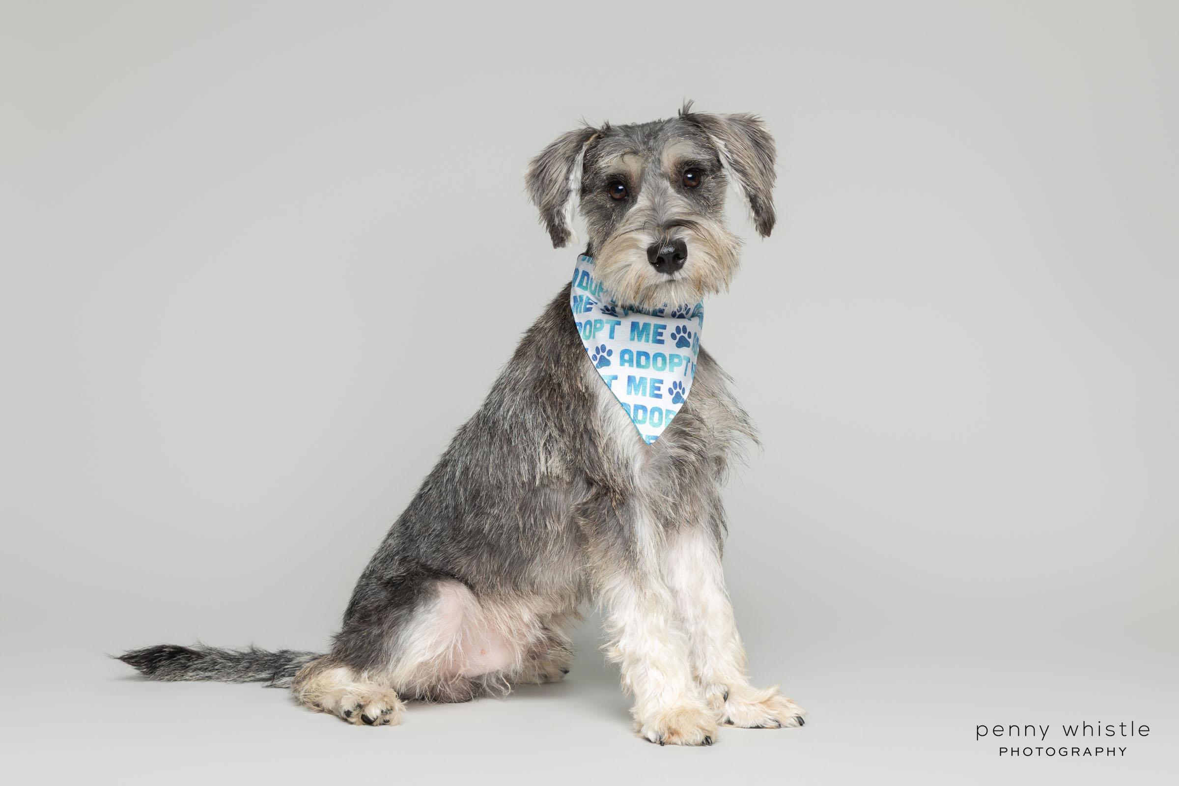 Enlarge Kaiser, an adopted mixed breed in Coppell, TX image 3/5
