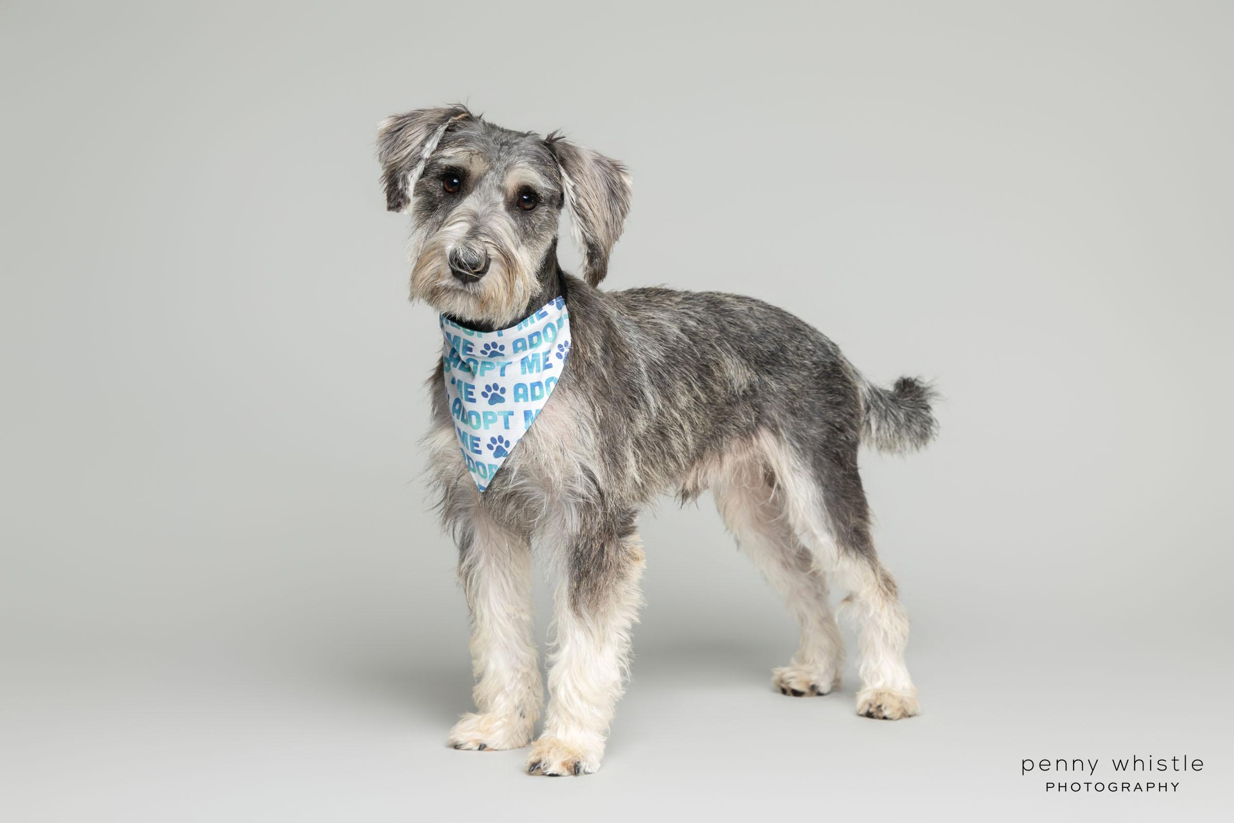 Enlarge Kaiser, an adopted mixed breed in Coppell, TX image 2/5