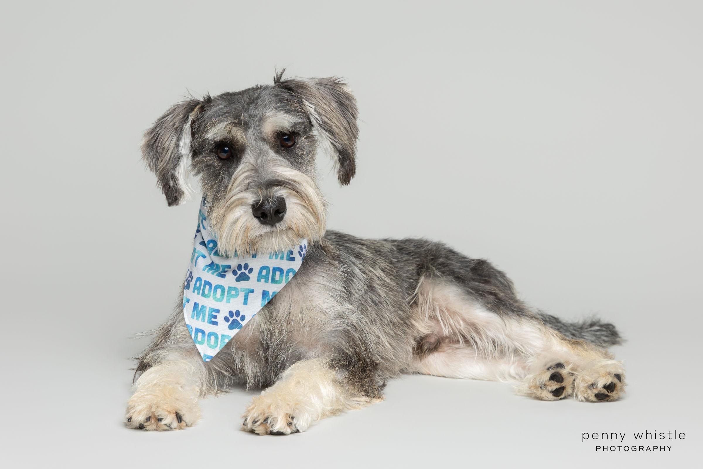 Enlarge Kaiser, an adopted mixed breed in Coppell, TX image 4/5