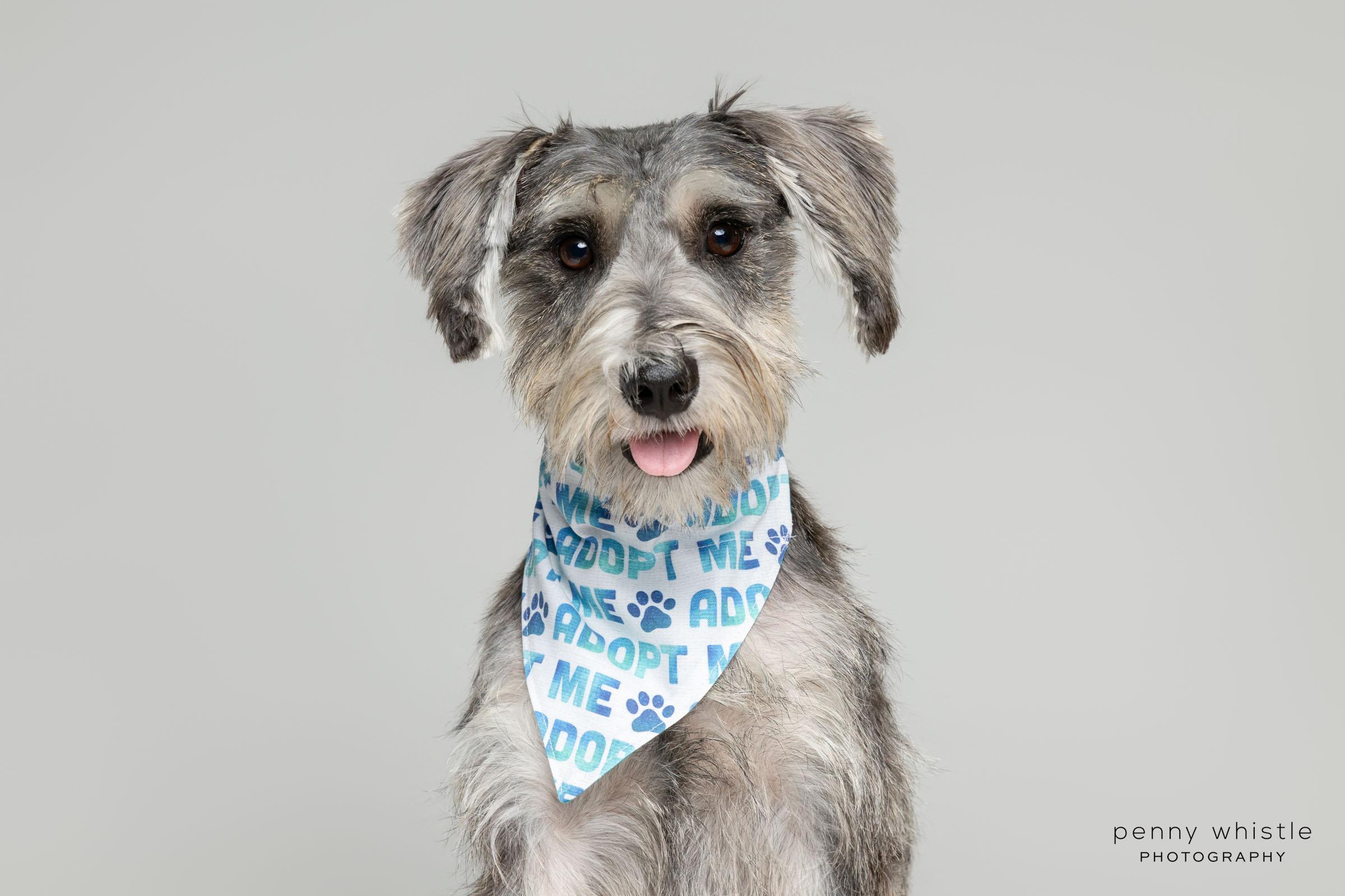 Enlarge Kaiser, an adopted mixed breed in Coppell, TX image 5/5