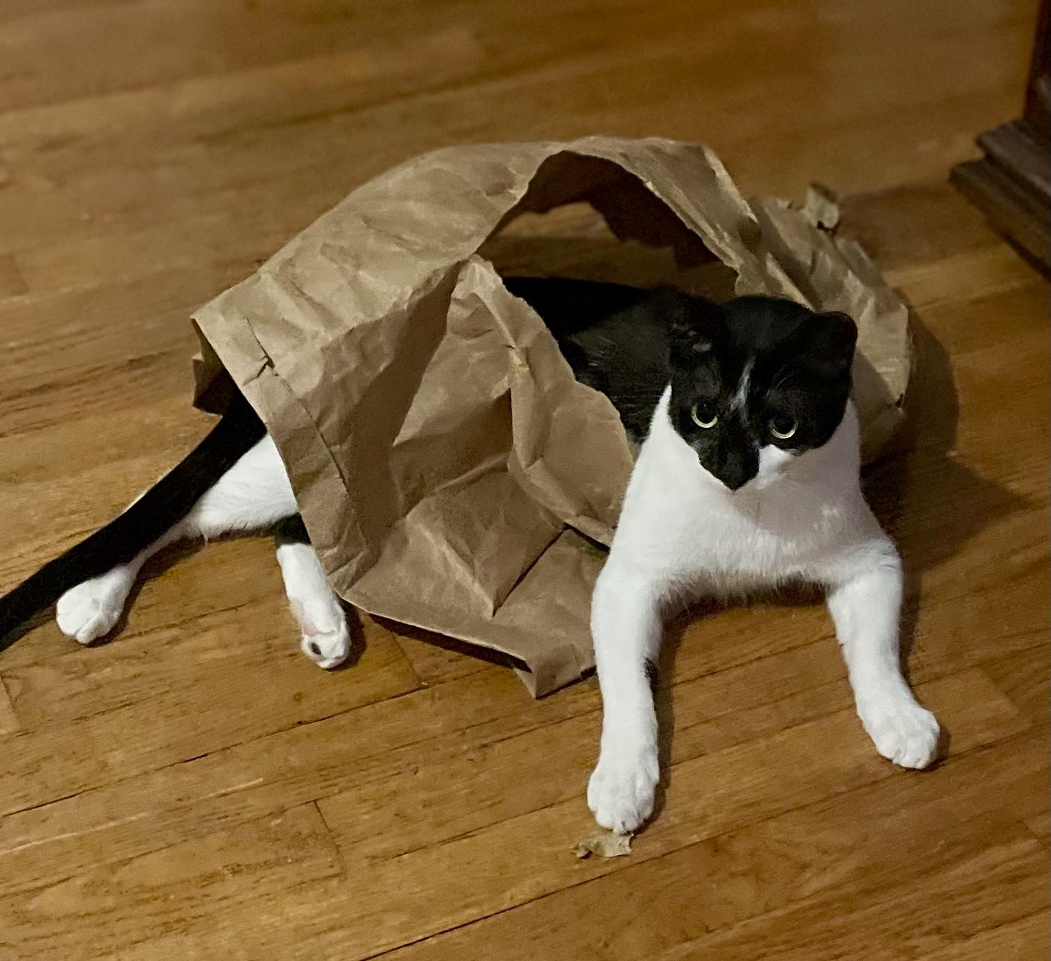 Fonso the FeLV Prince! photo 4