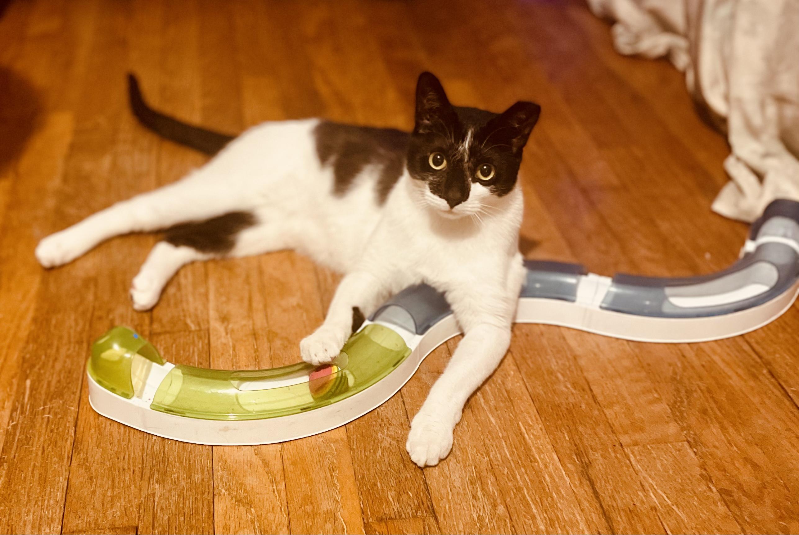 Fonso the FeLV Prince!, Young Male Domestic Short Hair