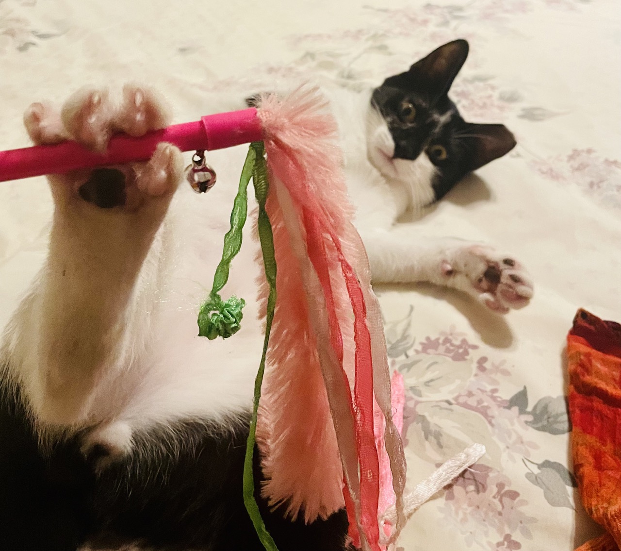 Fonso the FeLV Prince! photo 3