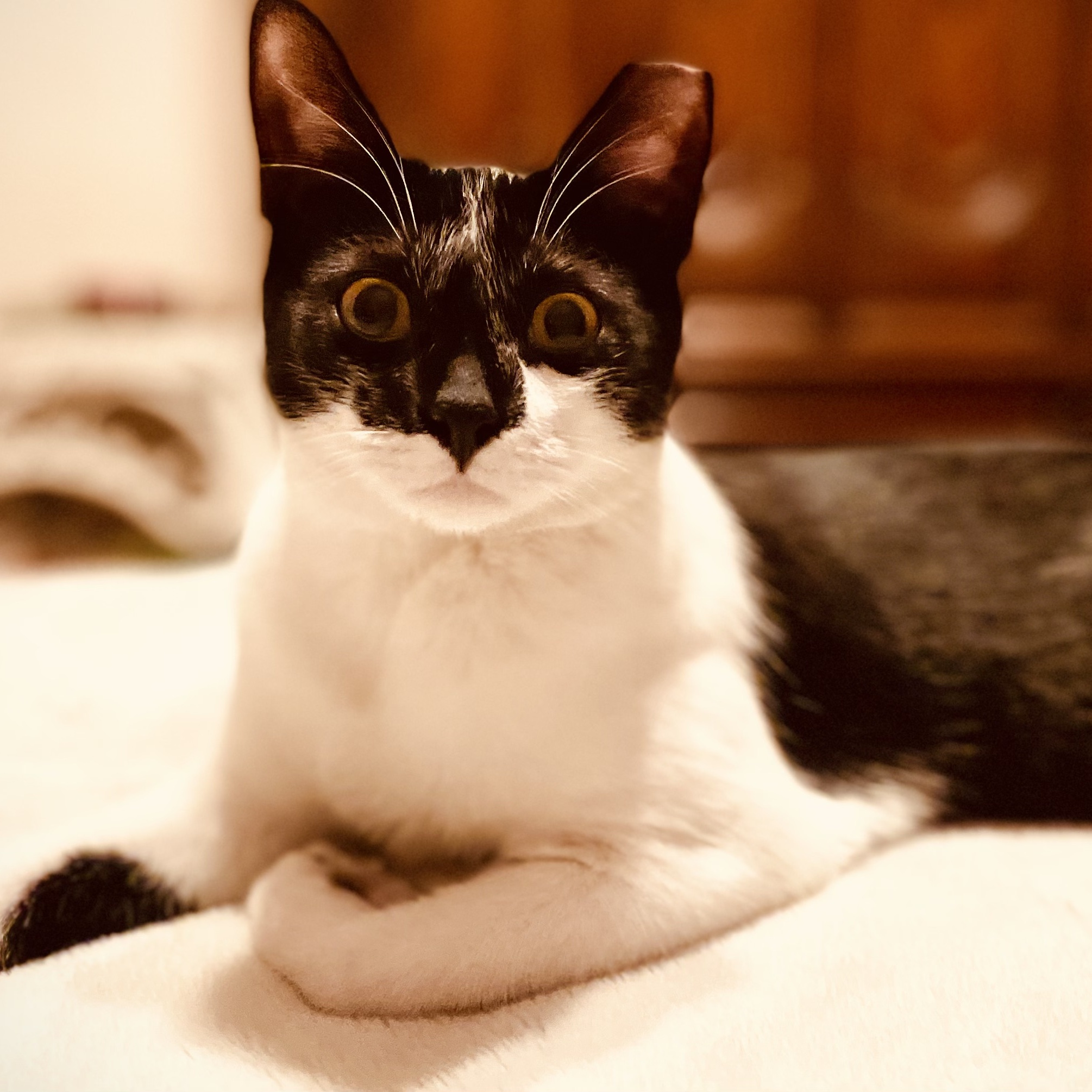Fonso the FeLV Prince! photo 2
