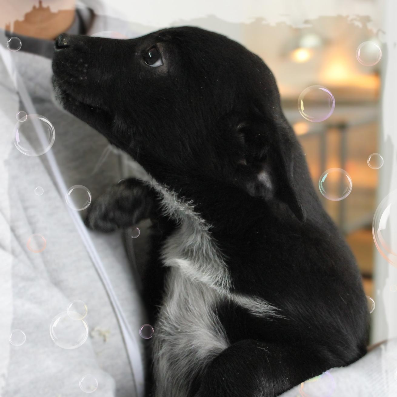 Raya, adopted, Puppy Female Mixed Breed.