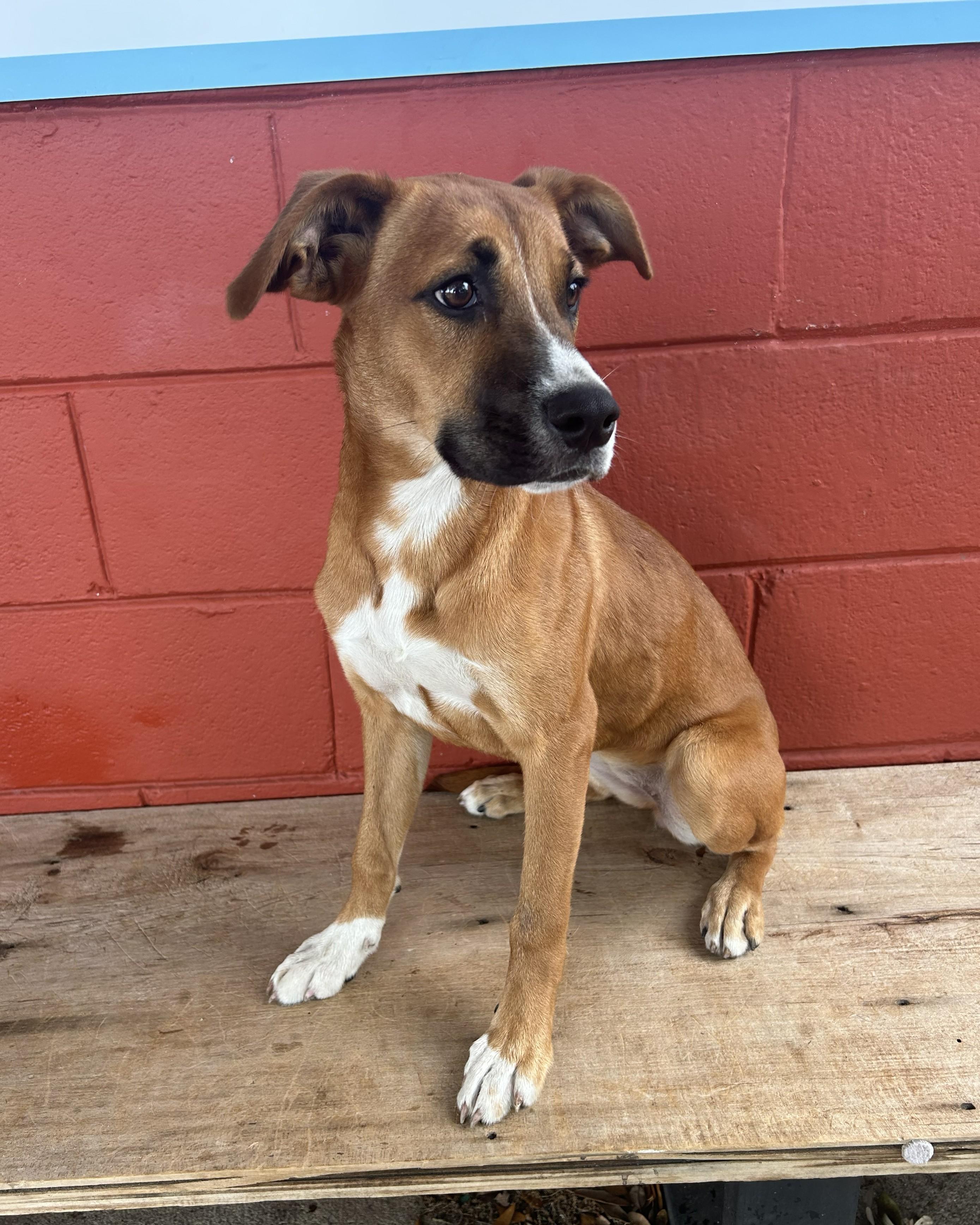 Enlarge Pumpkin, a Adoptable mixed breed in Pensacola, FL image 2/6