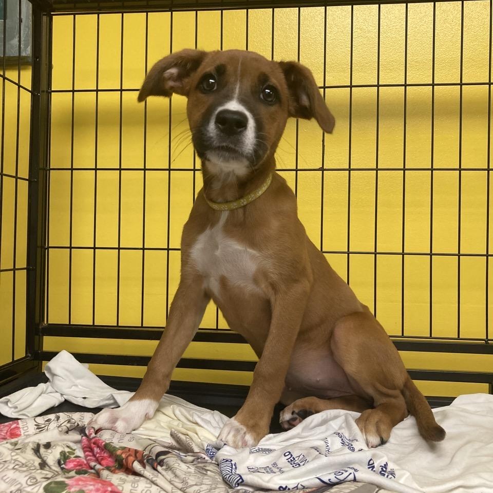 Pumpkin, a Adoptable mixed breed in Pensacola, FL image 5/6