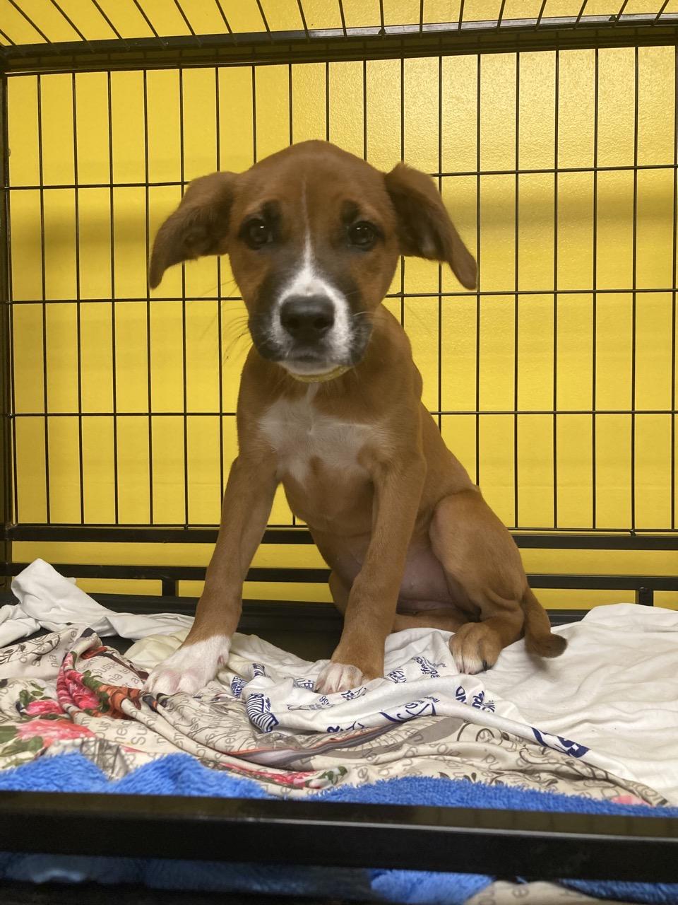 Pumpkin, a Adoptable mixed breed in Pensacola, FL image 6/6