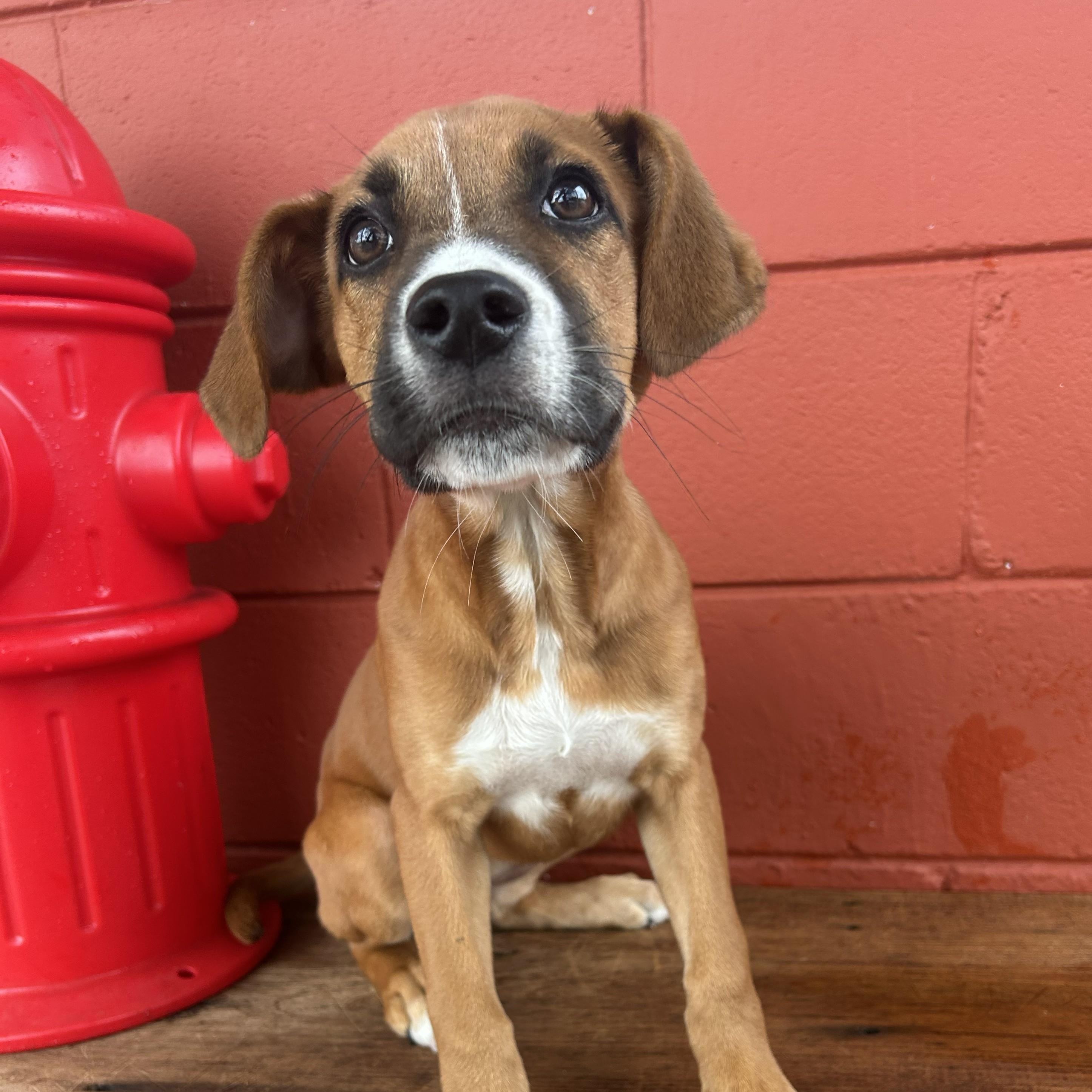 Pumpkin, a Adoptable mixed breed in Pensacola, FL image 1/6