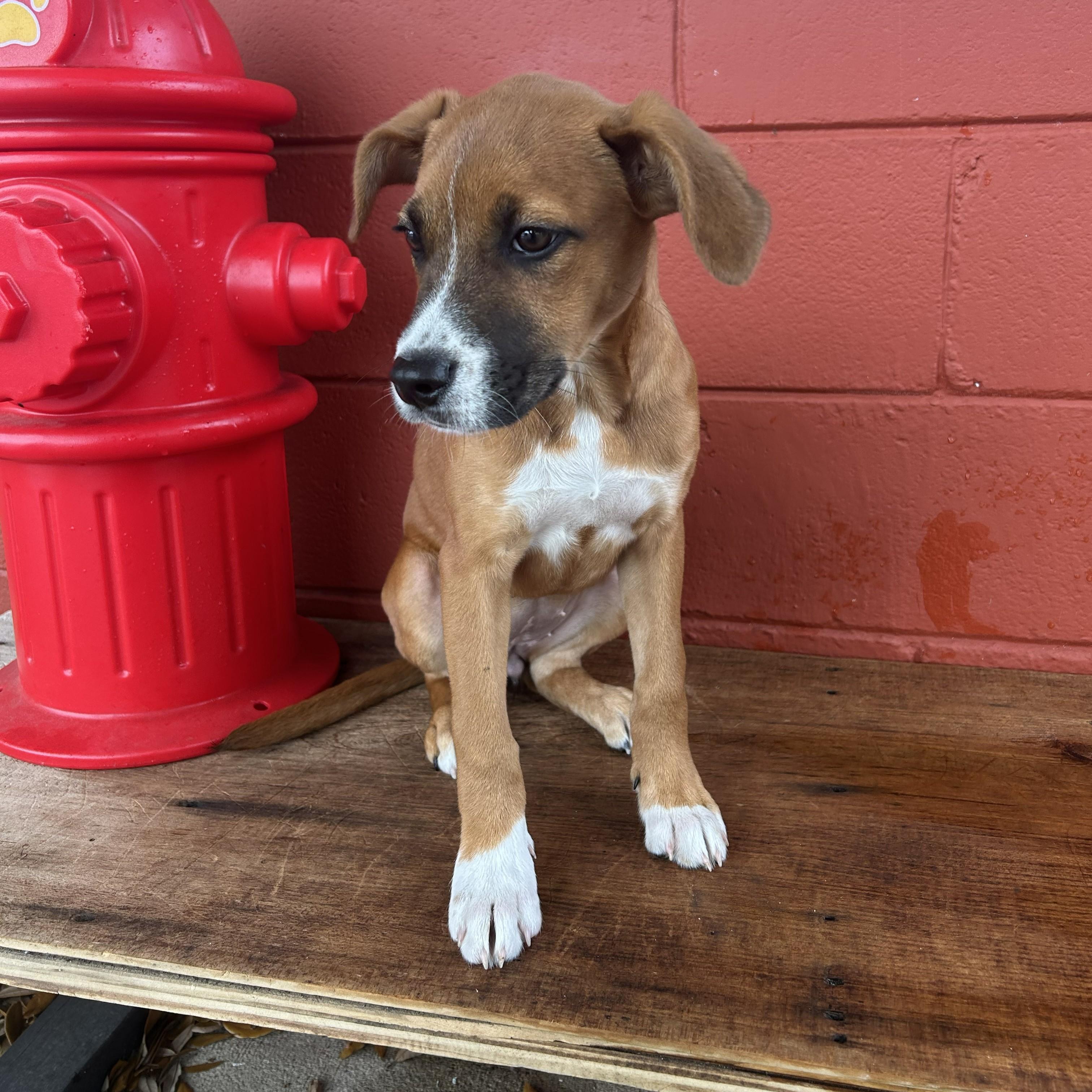 Pumpkin, a Adoptable mixed breed in Pensacola, FL image 2/6
