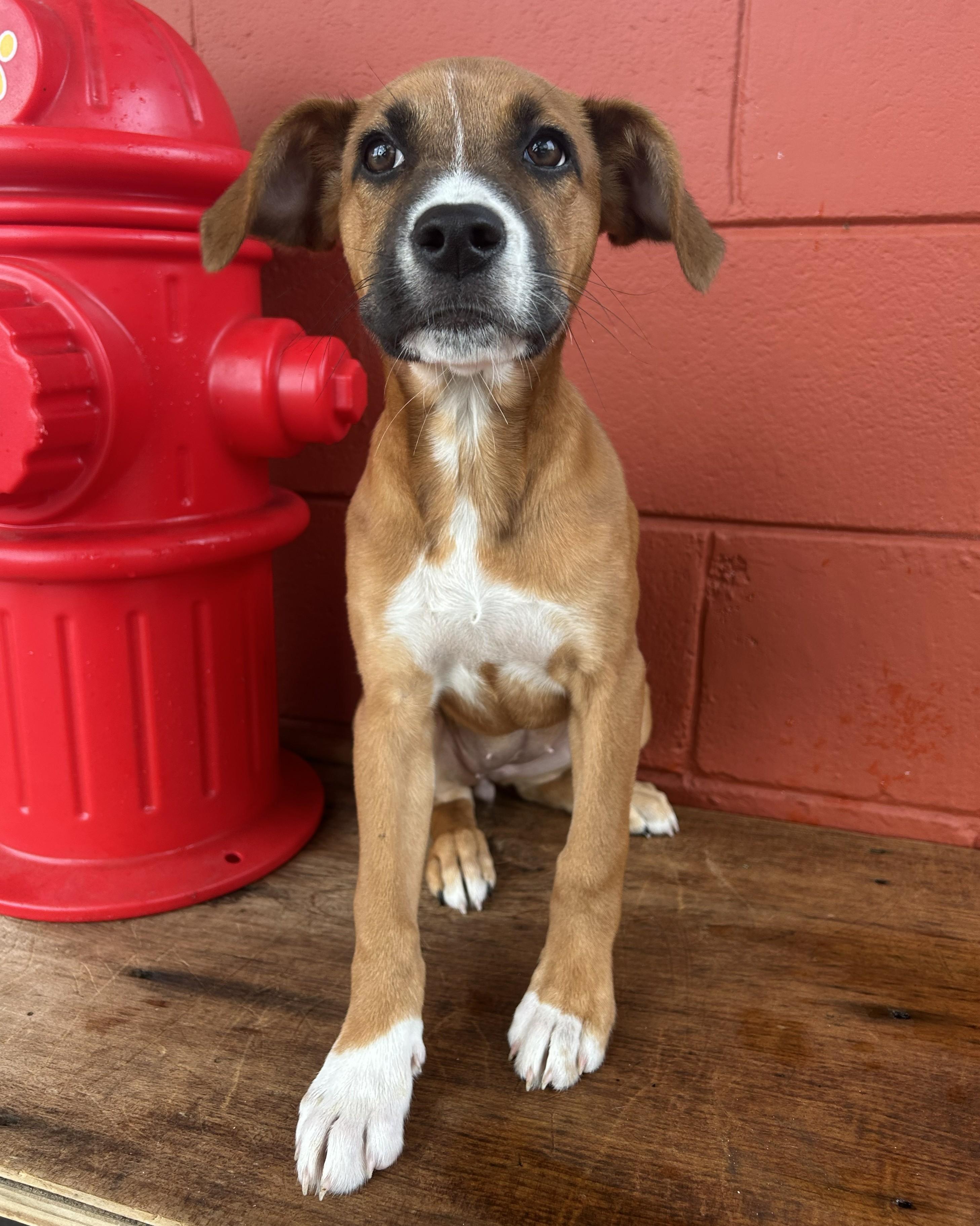 Pumpkin, a Adoptable mixed breed in Pensacola, FL image 4/6
