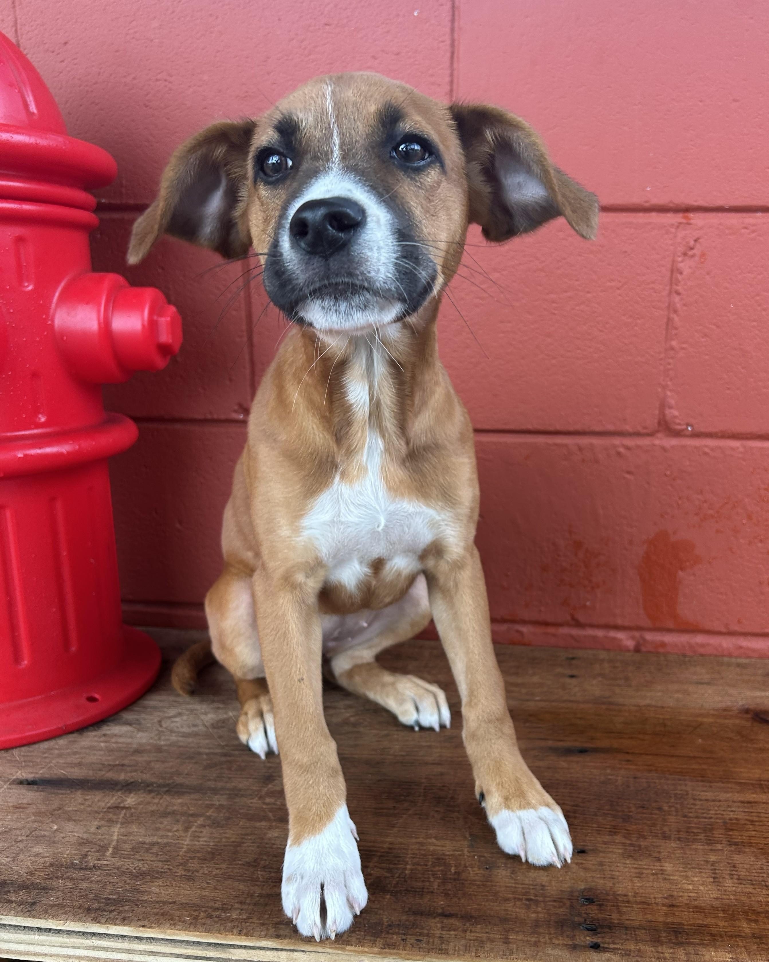 Pumpkin, a Adoptable mixed breed in Pensacola, FL image 3/6