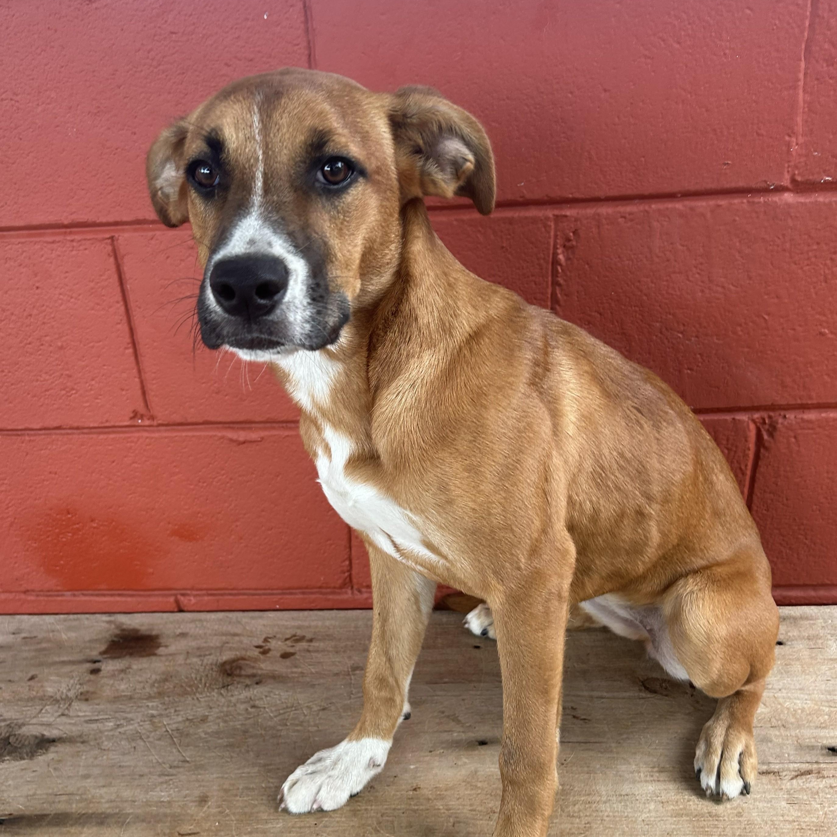 Pumpkin, Adoptable, Puppy Female Labrador Retriever.