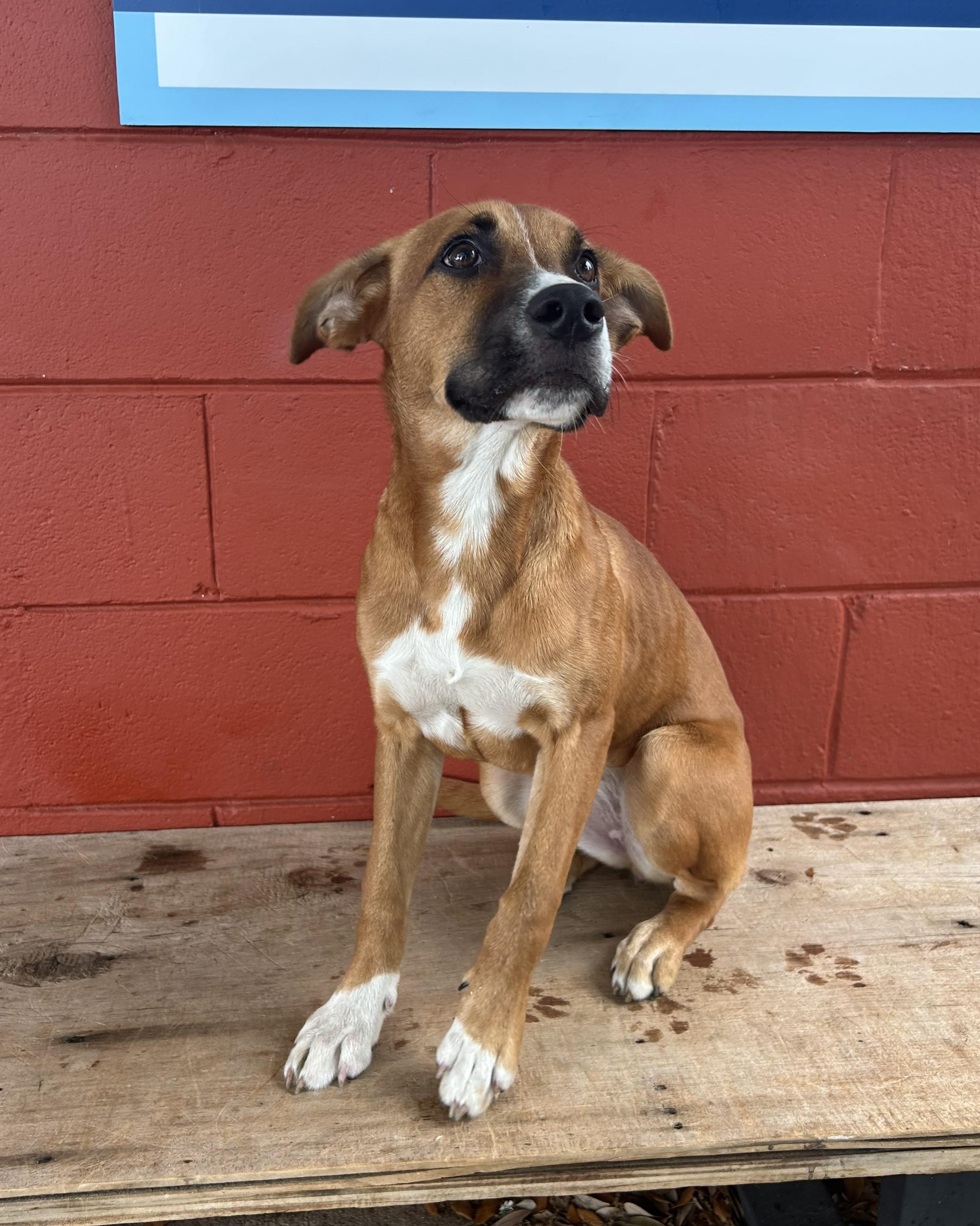 Enlarge Pumpkin, a Adoptable mixed breed in Pensacola, FL image 3/6
