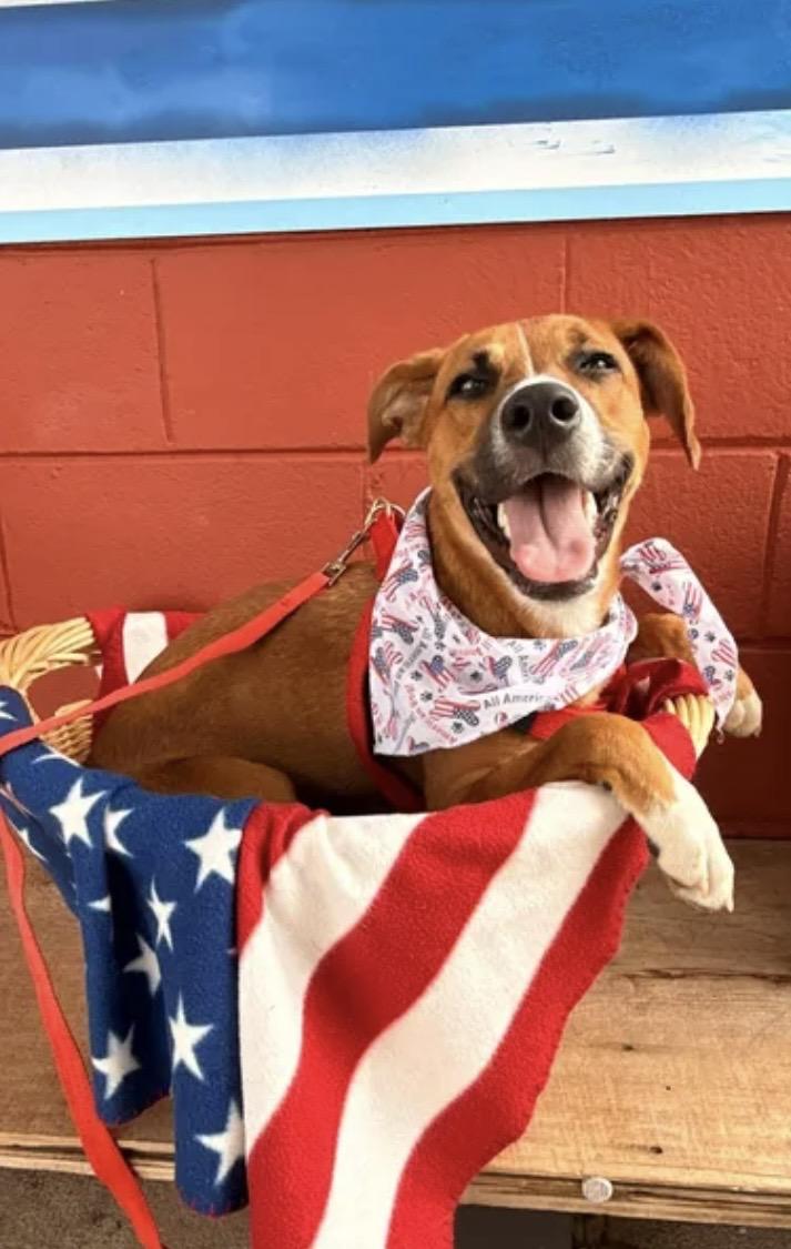 Enlarge Pumpkin, a Adoptable mixed breed in Pensacola, FL image 4/4