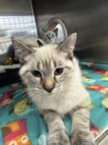 Enlarge Captain America, a Adopted Siamese in Manitowoc, WI image 1/1