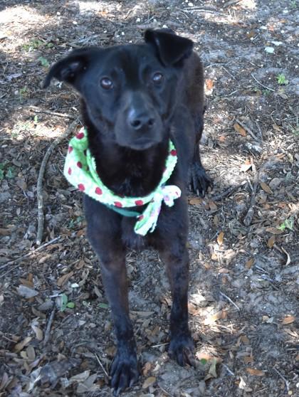 Enlarge Vanya, a ADOPTABLE mixed breed in Inverness, FL image 2/2