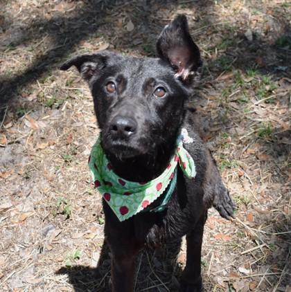 Vanya, ADOPTABLE, Adult Female Labrador Retriever & Border Collie.