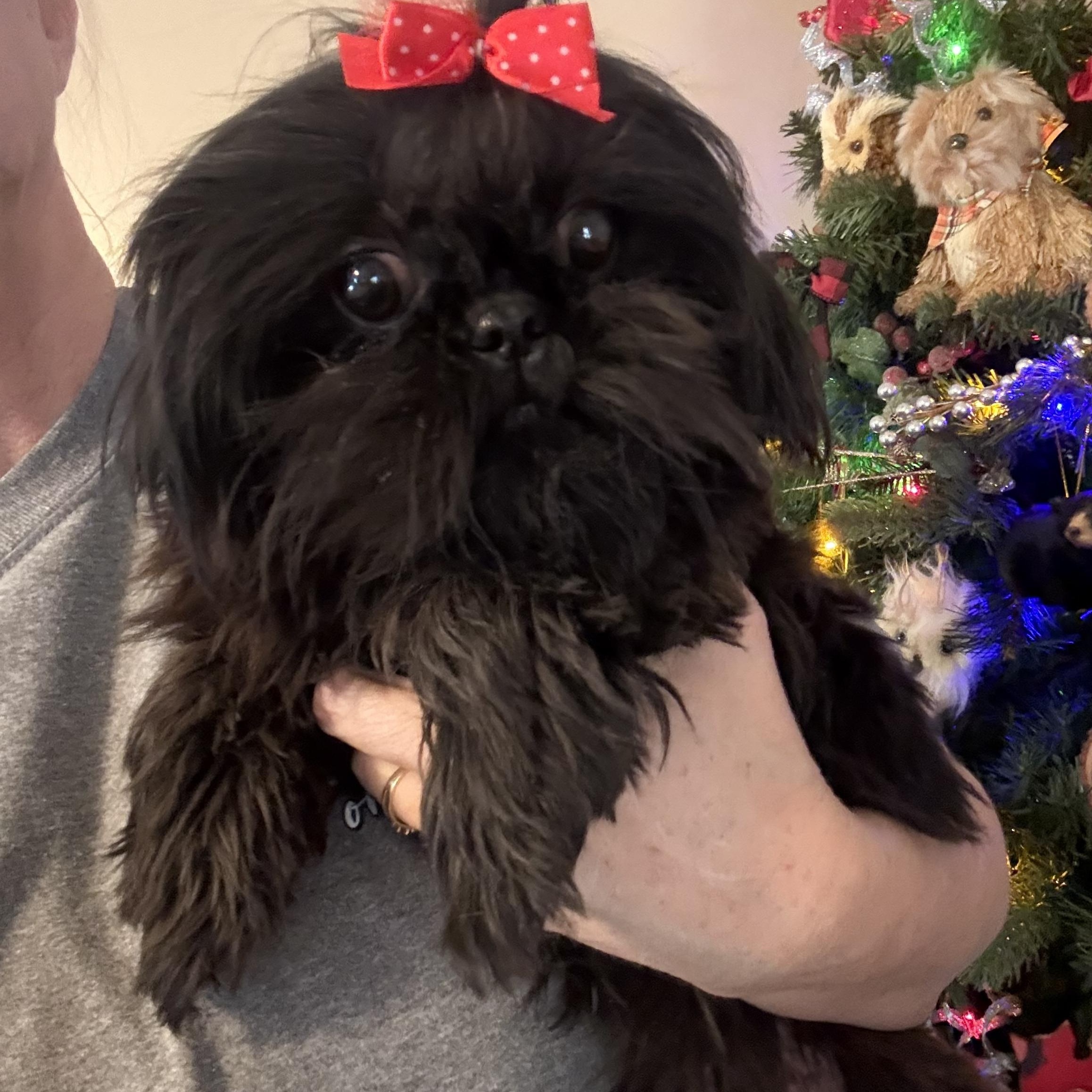 Izzy, ADOPTABLE, Adult Female Shih Tzu.
