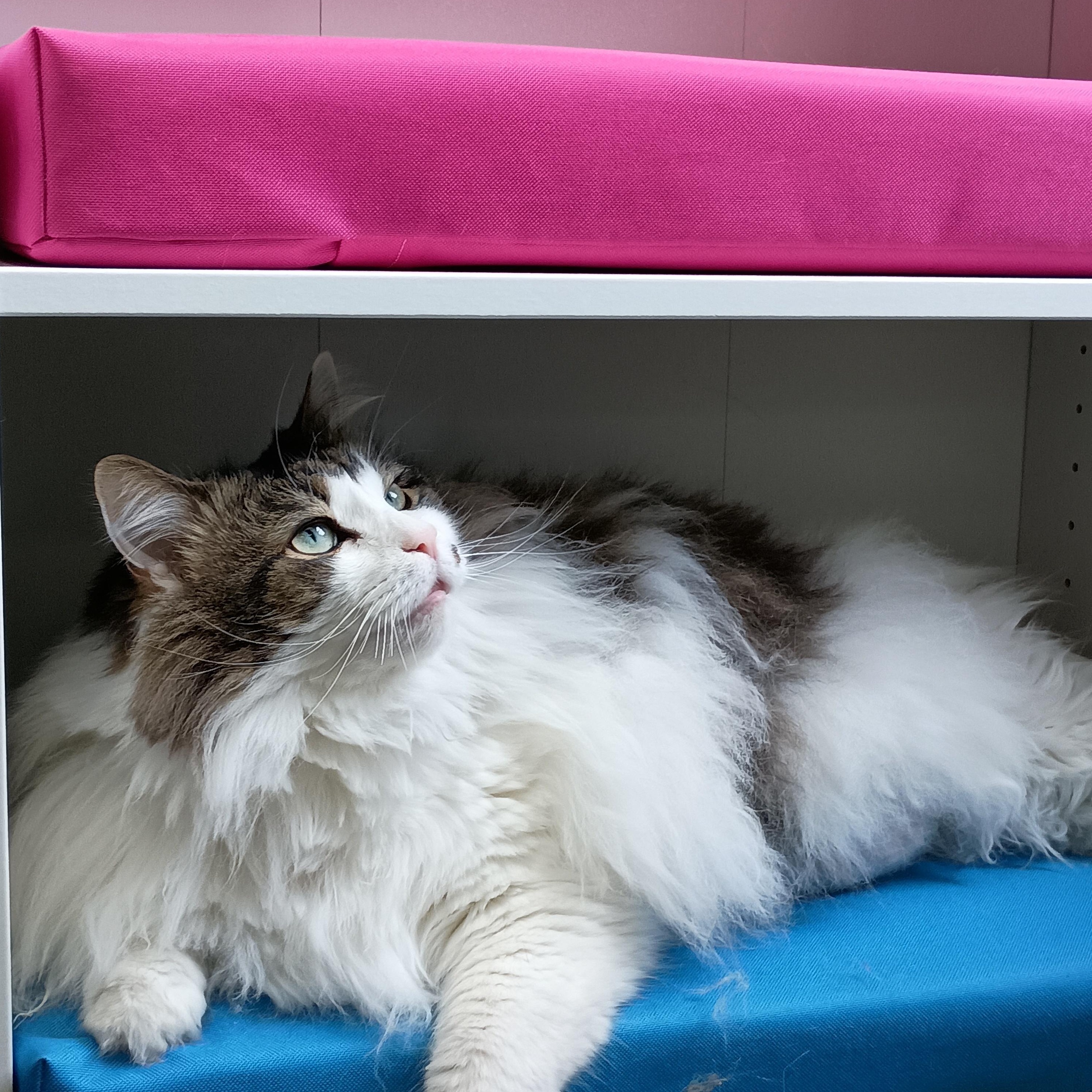 Enlarge Maui, an adoptable Maine Coon in Bardstown, KY image 3/4
