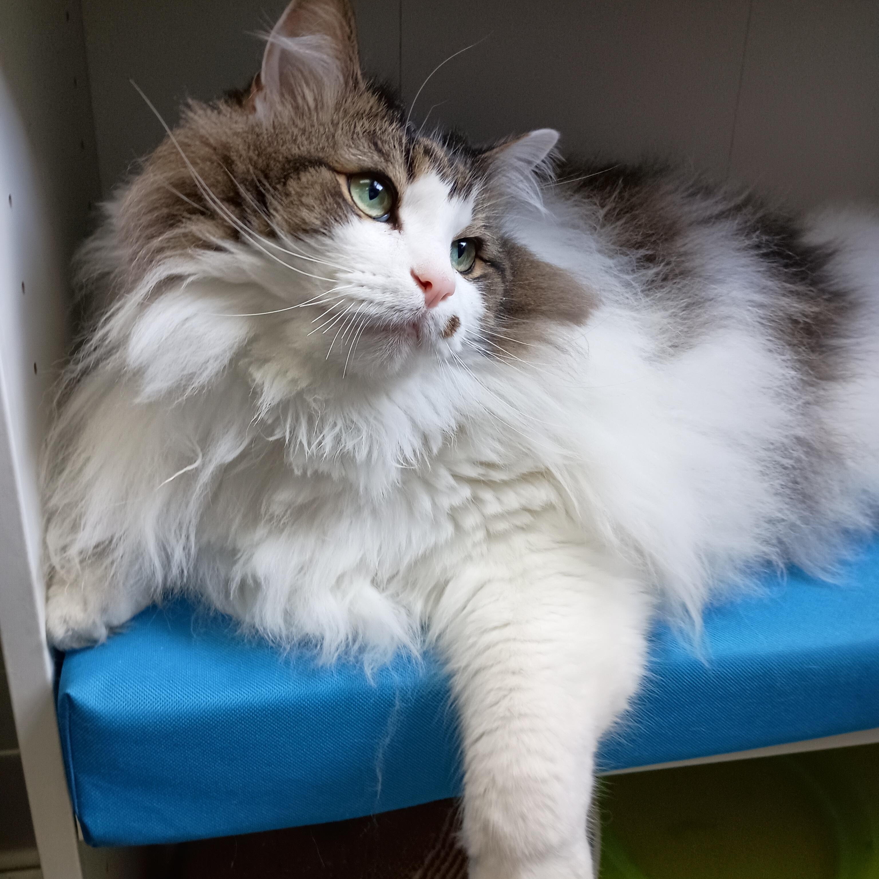 Enlarge Maui, an adoptable Maine Coon in Bardstown, KY image 1/4