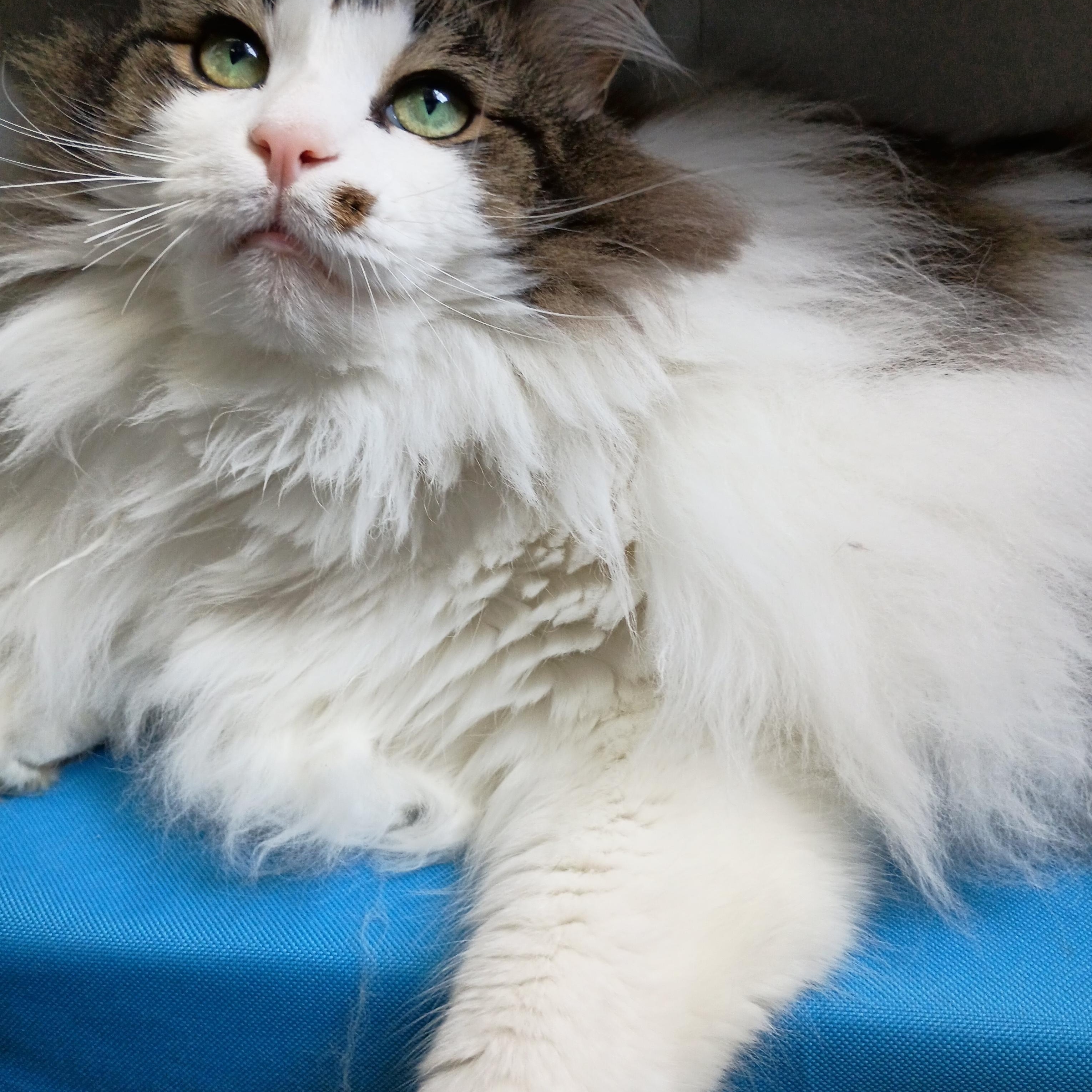 Enlarge Maui, an adoptable Maine Coon in Bardstown, KY image 2/4
