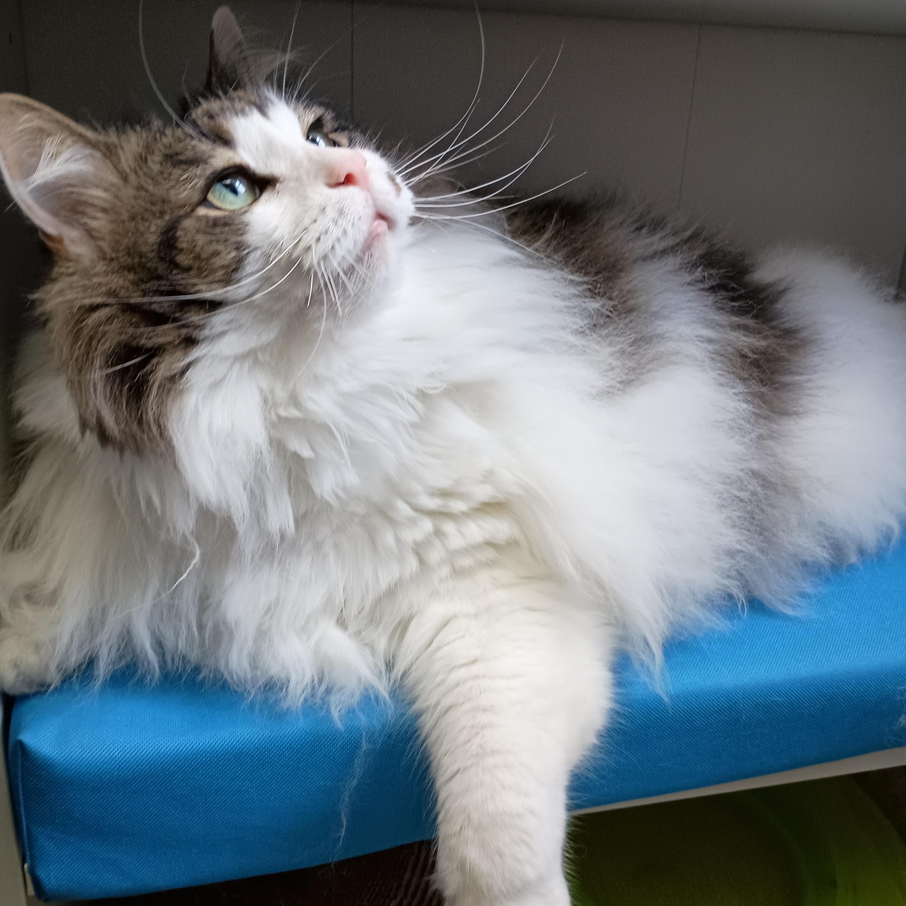 Enlarge Maui, an adoptable Maine Coon in Bardstown, KY image 4/4