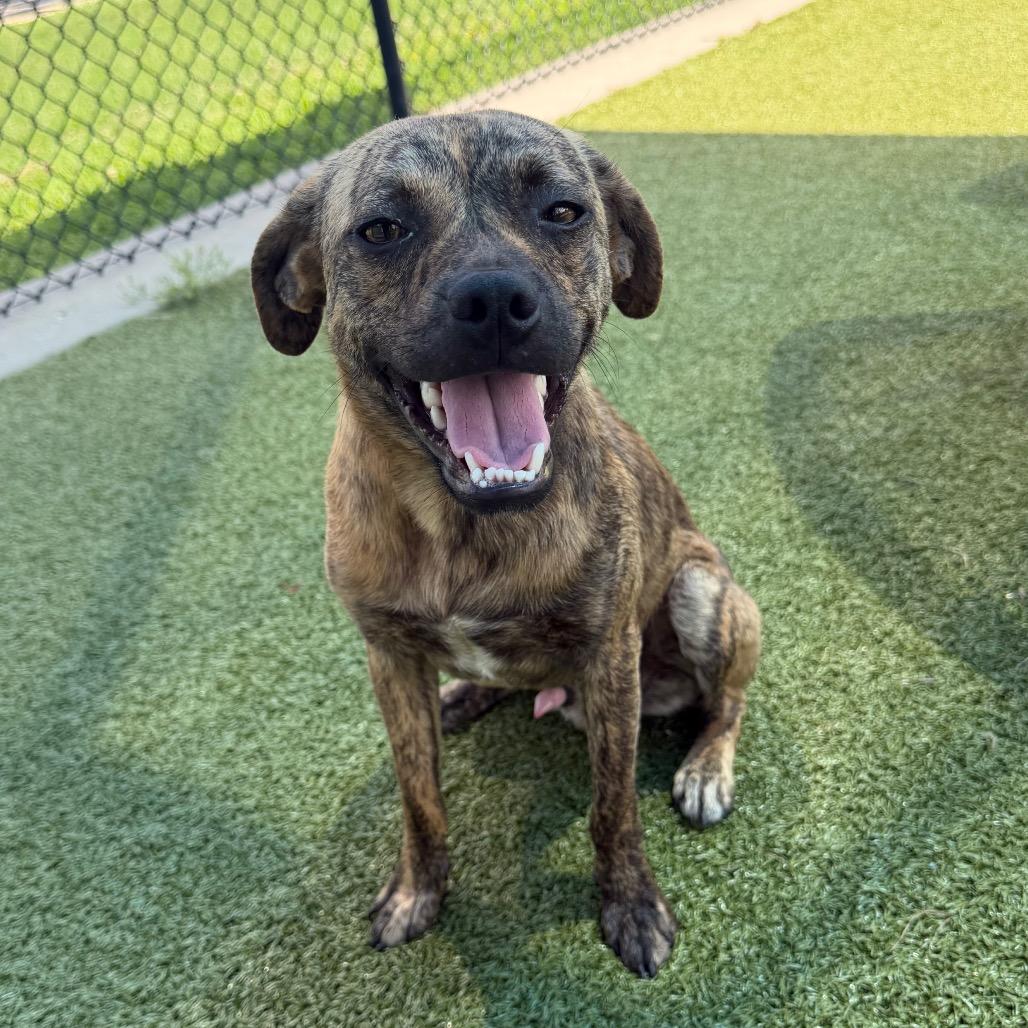 Jaws, Adoptable, Young Male Mixed Breed.