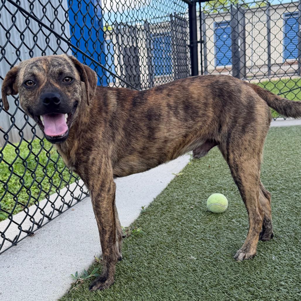 Enlarge Jaws, a Adoptable Mixed Breed in Bryan, TX image 2/5