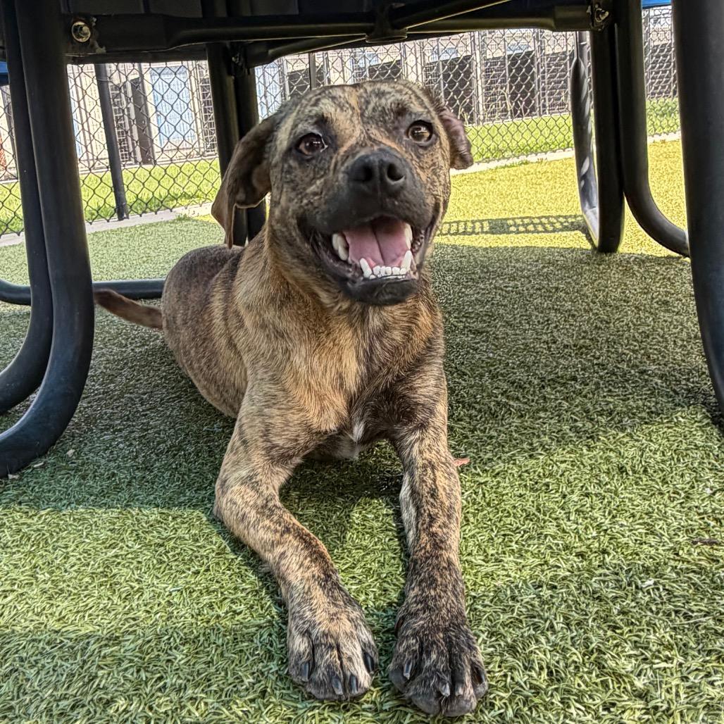 Enlarge Jaws, a Adoptable Mixed Breed in Bryan, TX image 3/5