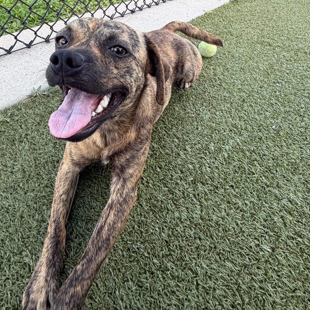 Enlarge Jaws, a Adoptable Mixed Breed in Bryan, TX image 4/5