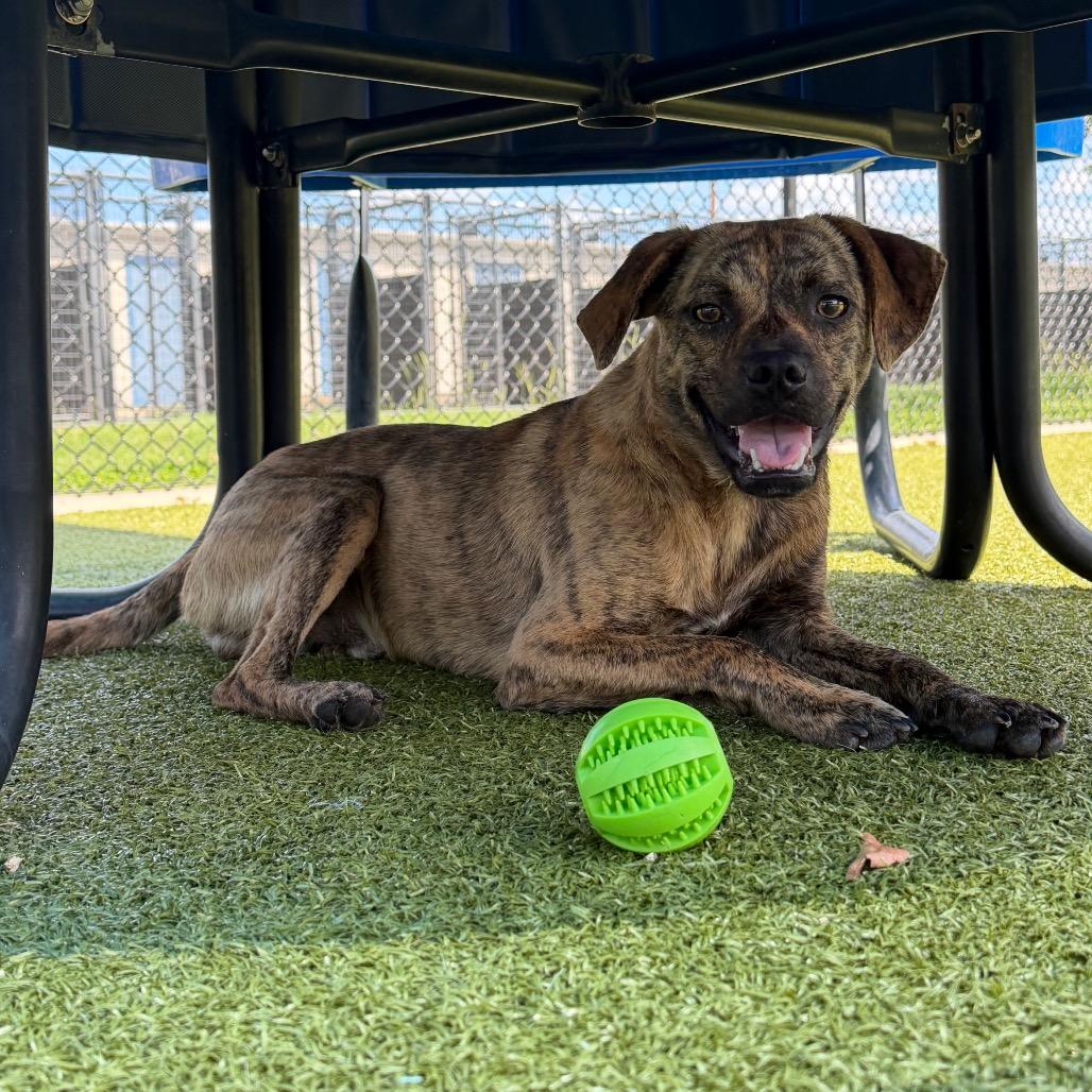 Enlarge Jaws, a Adoptable Mixed Breed in Bryan, TX image 5/5