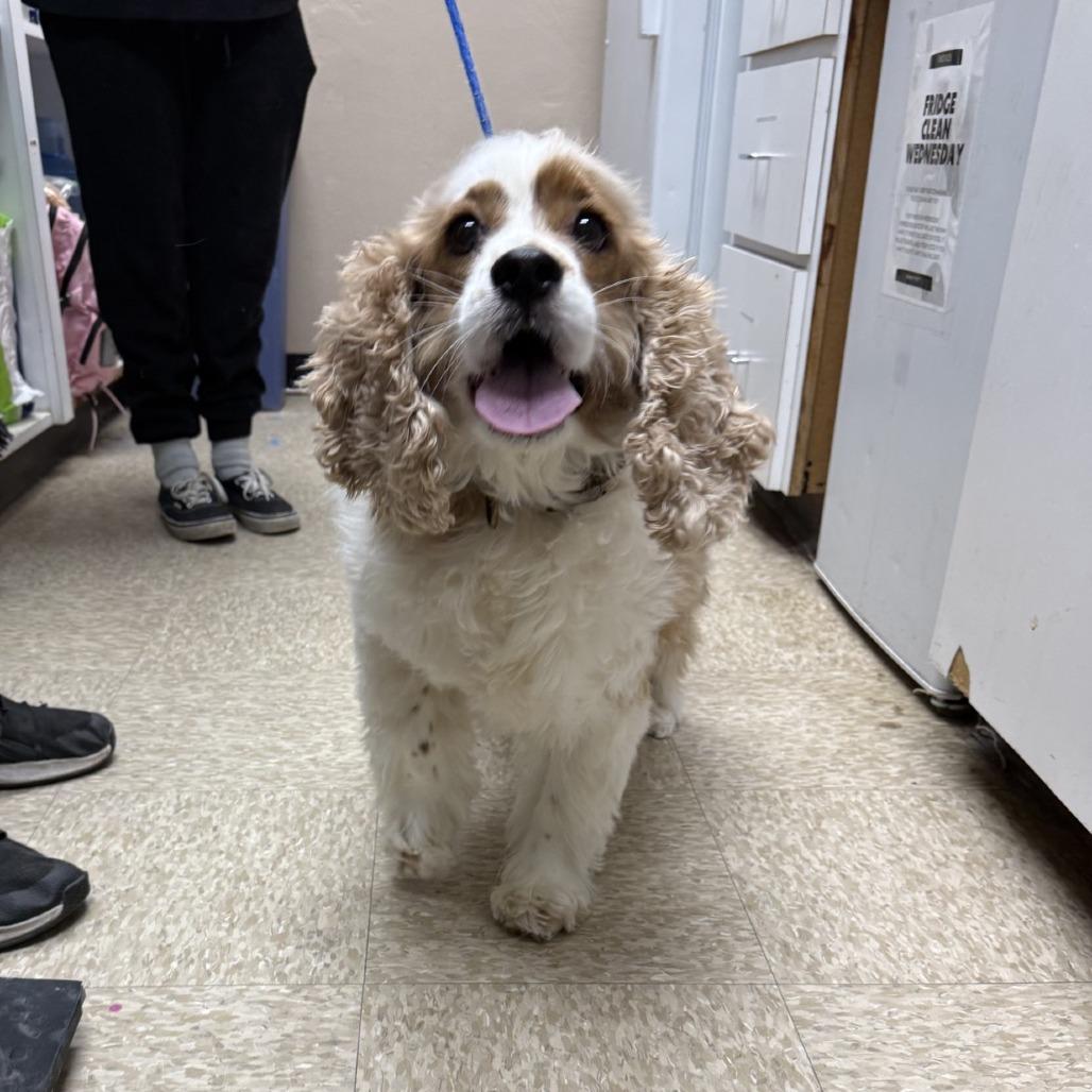 PRINCE, Adoptable, Adult Male Cocker Spaniel.