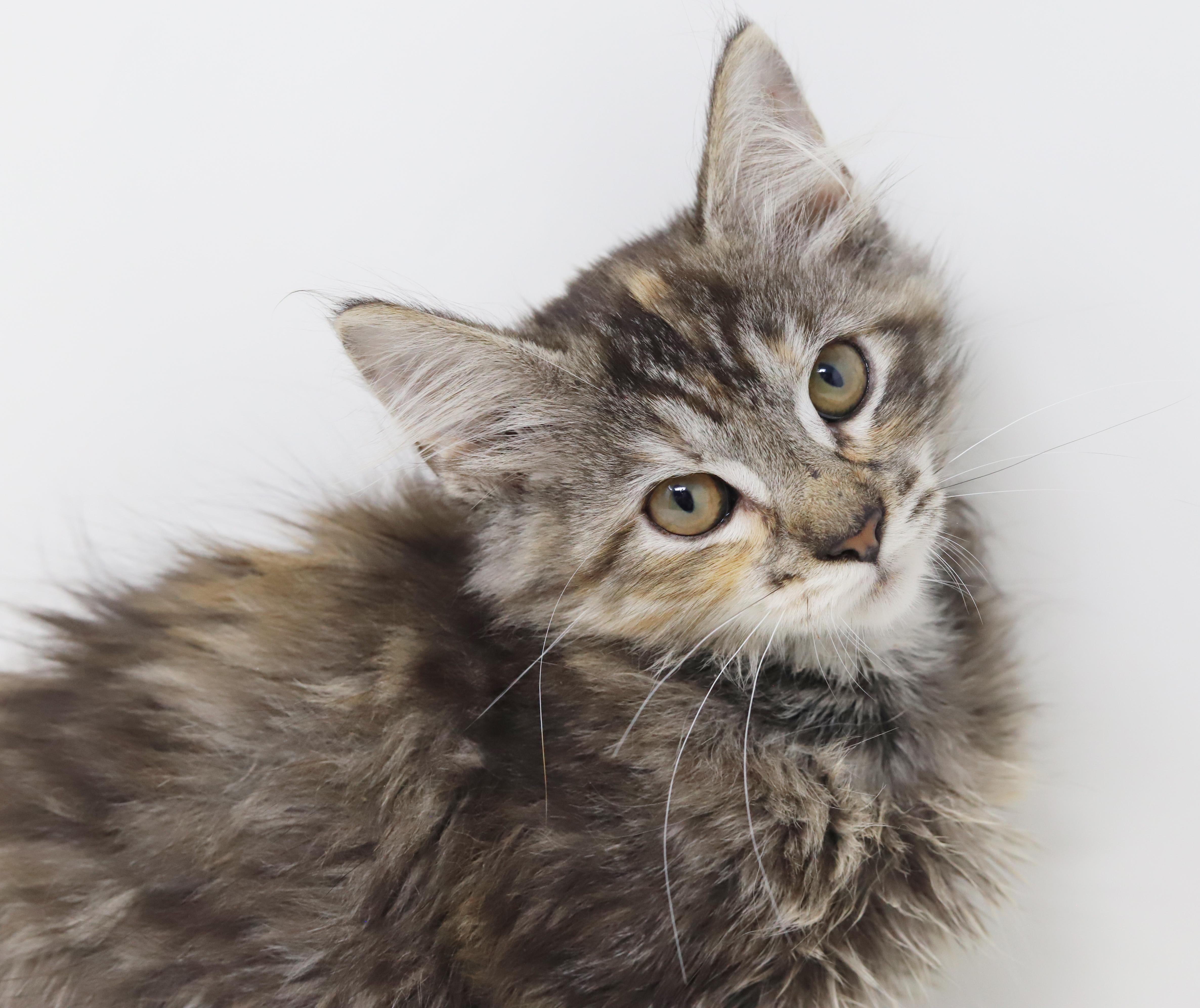 Anastasia is well... an angel in kitty form! Adores her bro Dimitri!, a ADOPTABLE mixed breed in Bedford Hills, NY image 1/6