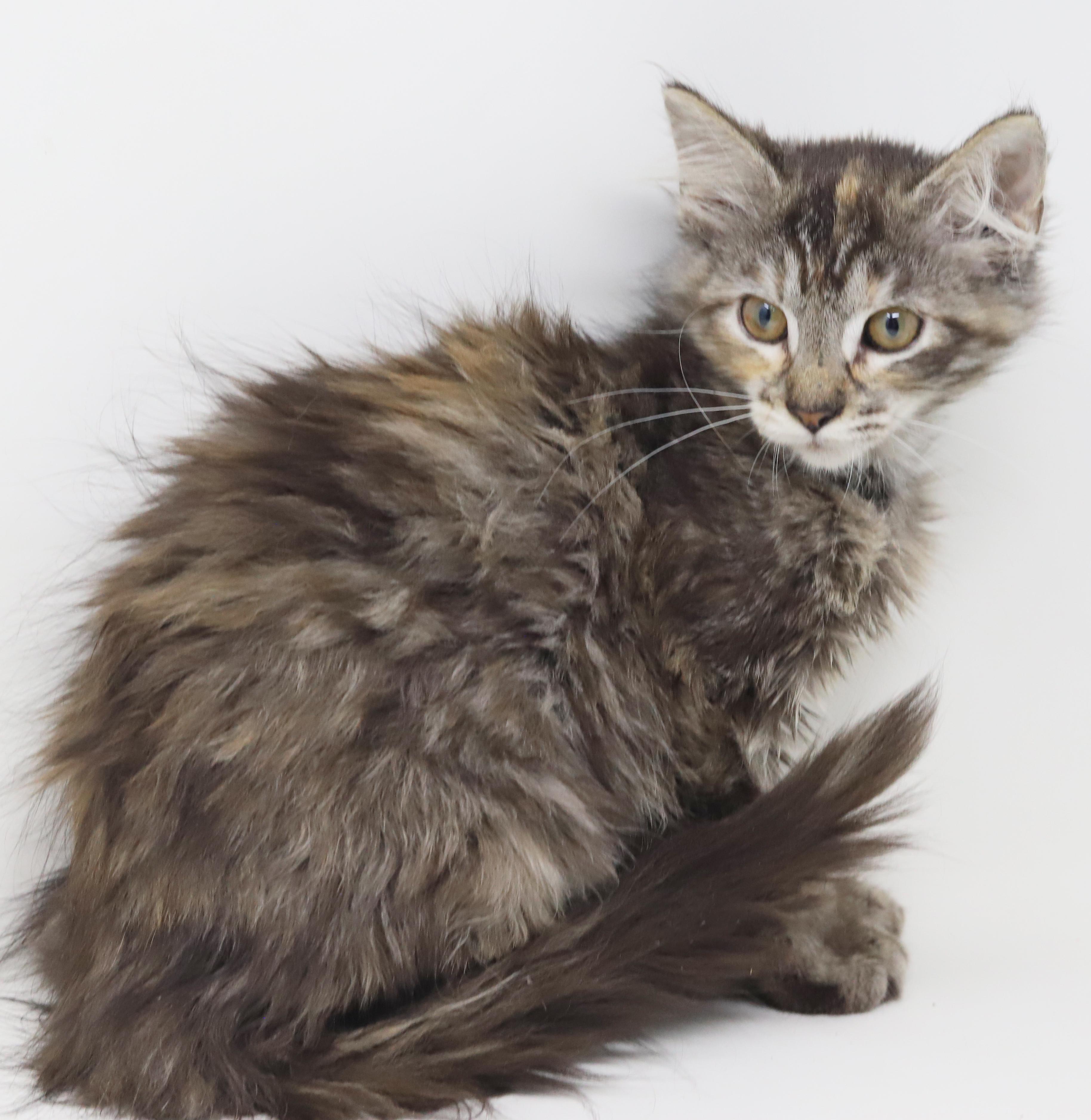 Anastasia is well... an angel in kitty form! Adores her bro Dimitri!, a ADOPTABLE mixed breed in Bedford Hills, NY image 4/6