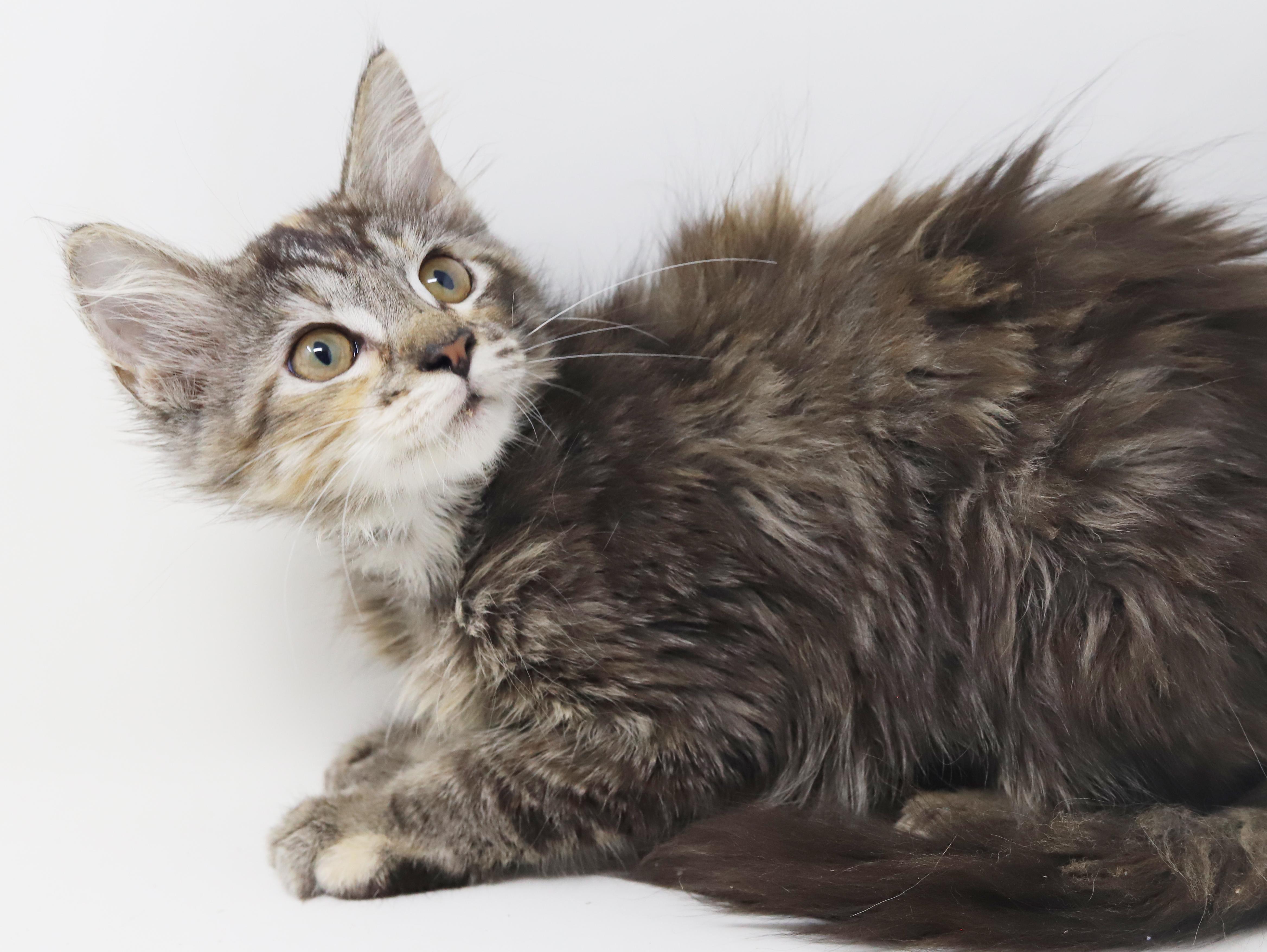 Anastasia is well... an angel in kitty form! Adores her bro Dimitri!, a ADOPTABLE mixed breed in Bedford Hills, NY image 3/6