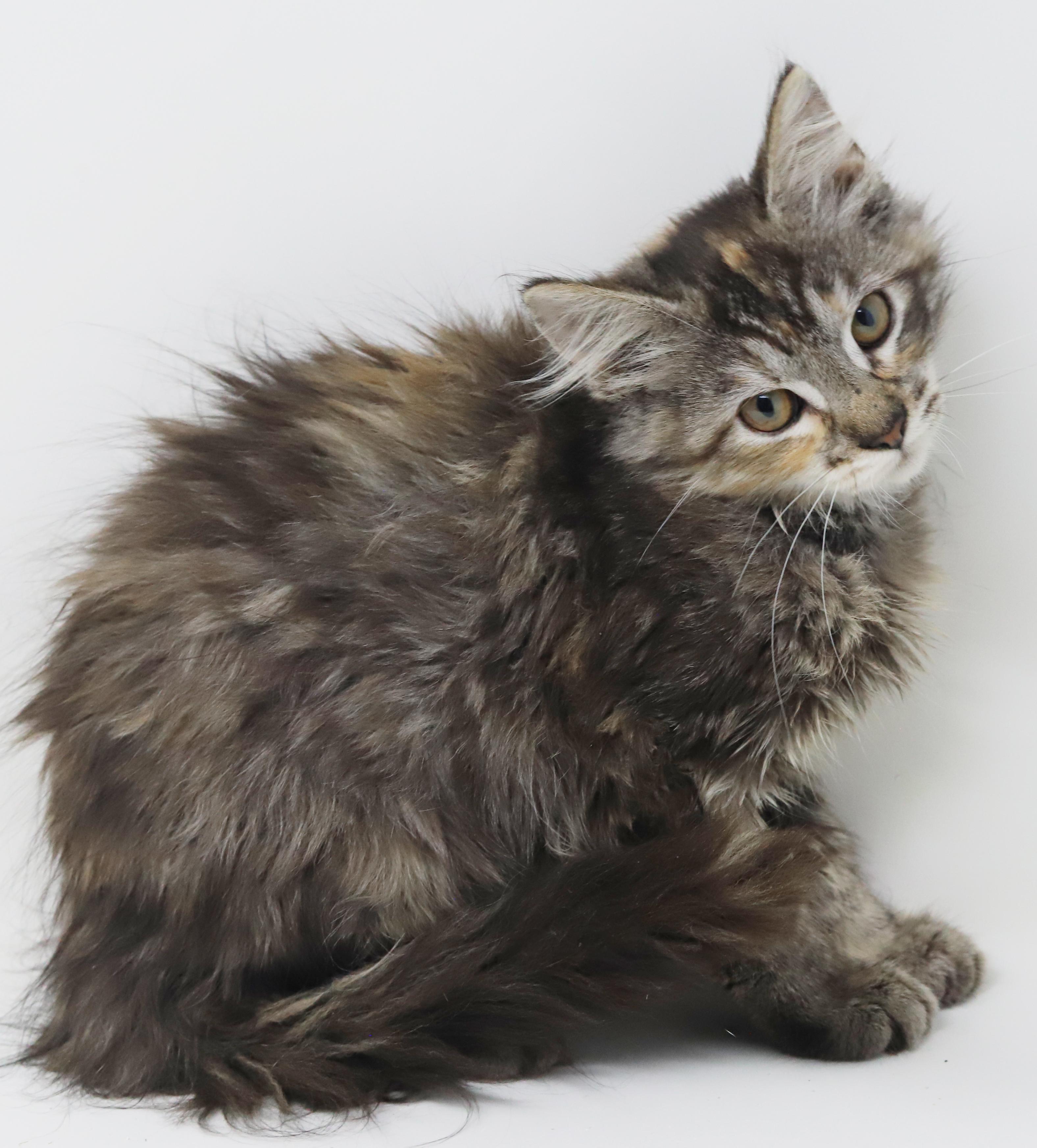 Anastasia is well... an angel in kitty form! Adores her bro Dimitri!, a ADOPTABLE mixed breed in Bedford Hills, NY image 5/6