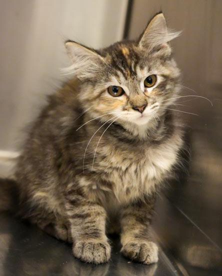 Anastasia is well... an angel in kitty form! Adores her bro Dimitri!, a ADOPTABLE mixed breed in Bedford Hills, NY image 2/6