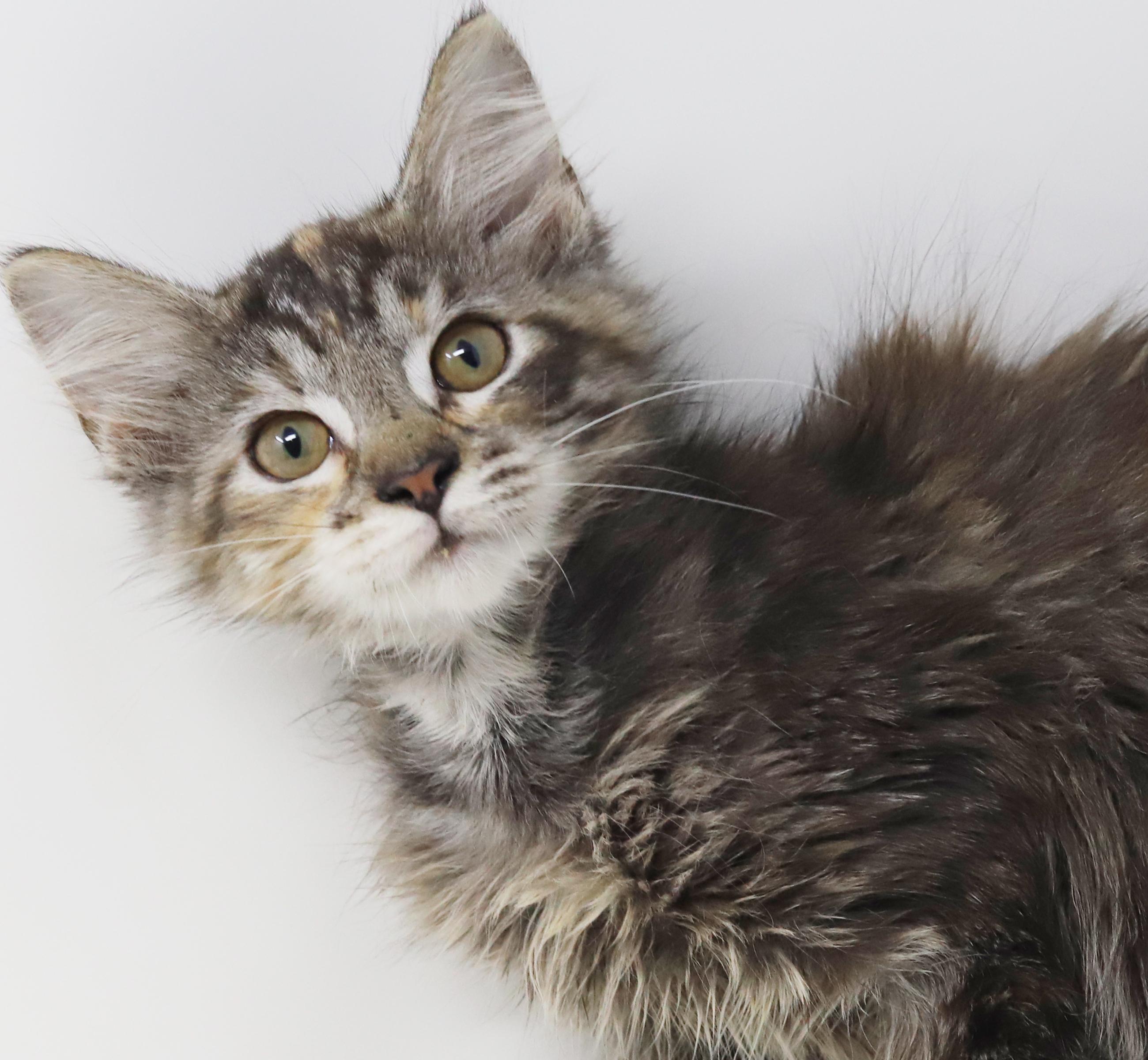 Anastasia is well... an angel in kitty form! Adores her bro Dimitri!, a ADOPTABLE mixed breed in Bedford Hills, NY image 6/6