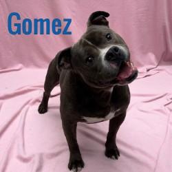 Gomez, Adult Male unknown