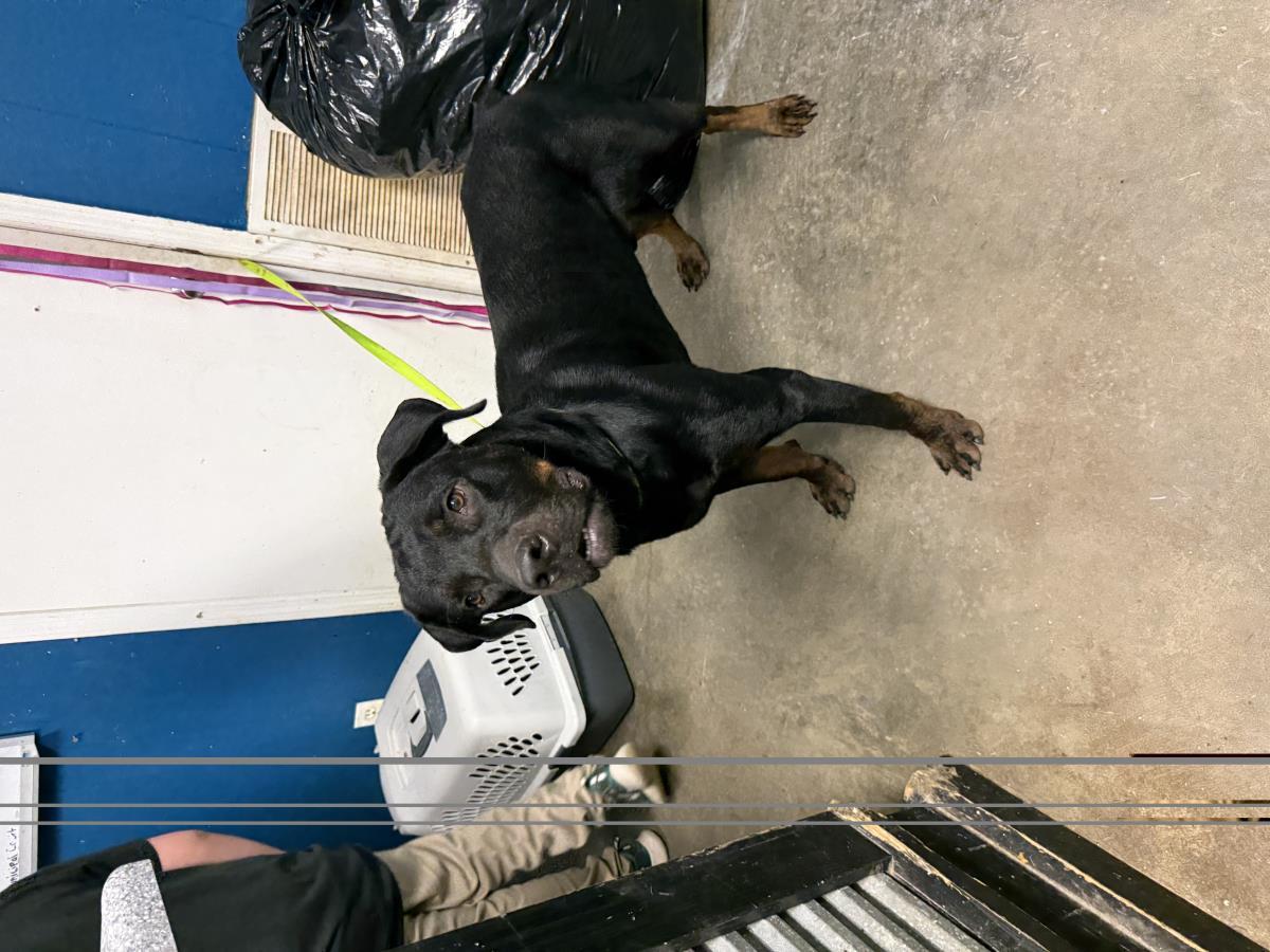 Enlarge Beefcake, a Adoptable mixed breed in Ozark, AL image 1/1