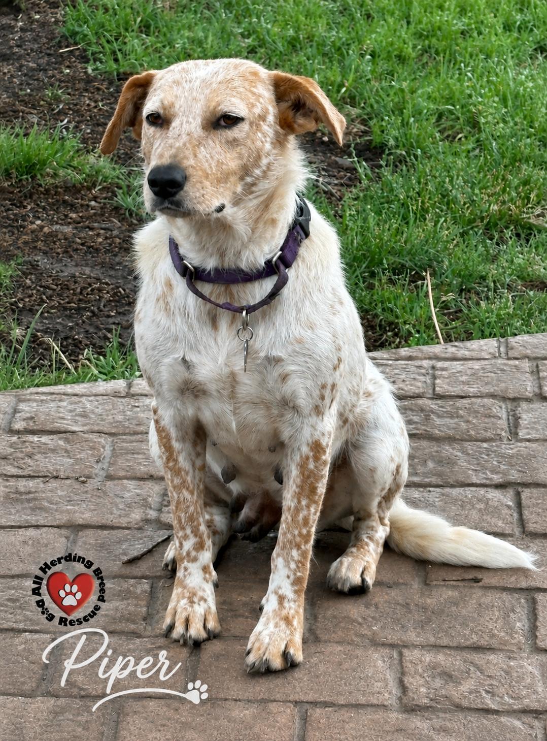 Enlarge Piper, an adopted mixed breed in Joliet, IL image 3/3