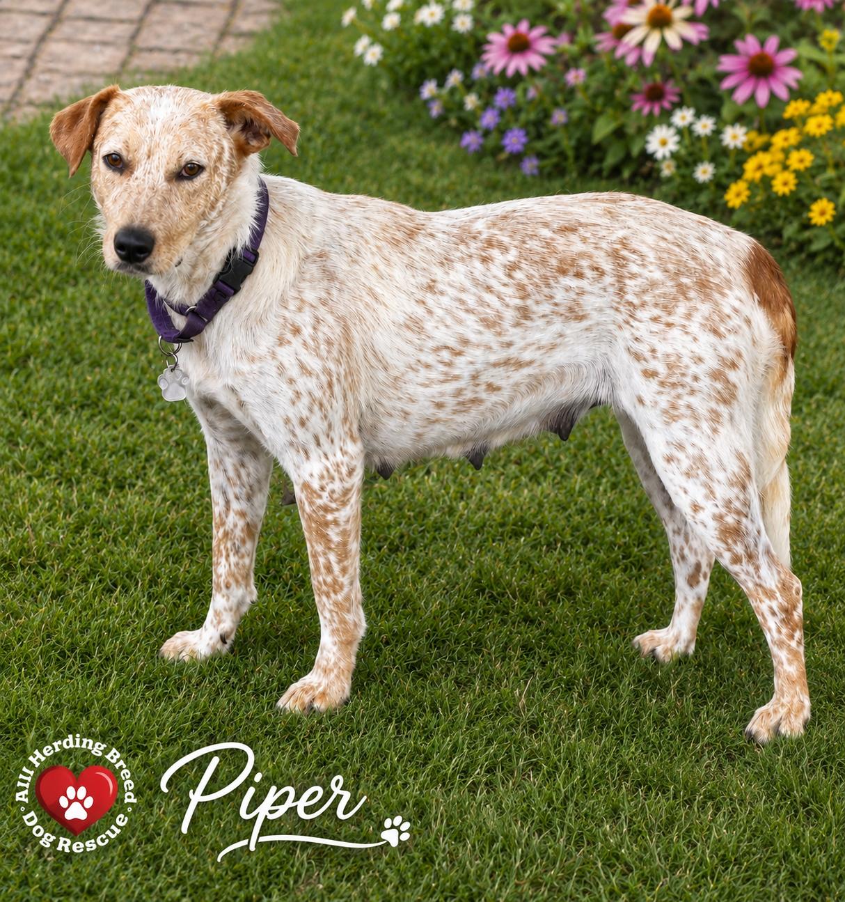 Enlarge Piper, an adopted mixed breed in Joliet, IL image 2/3