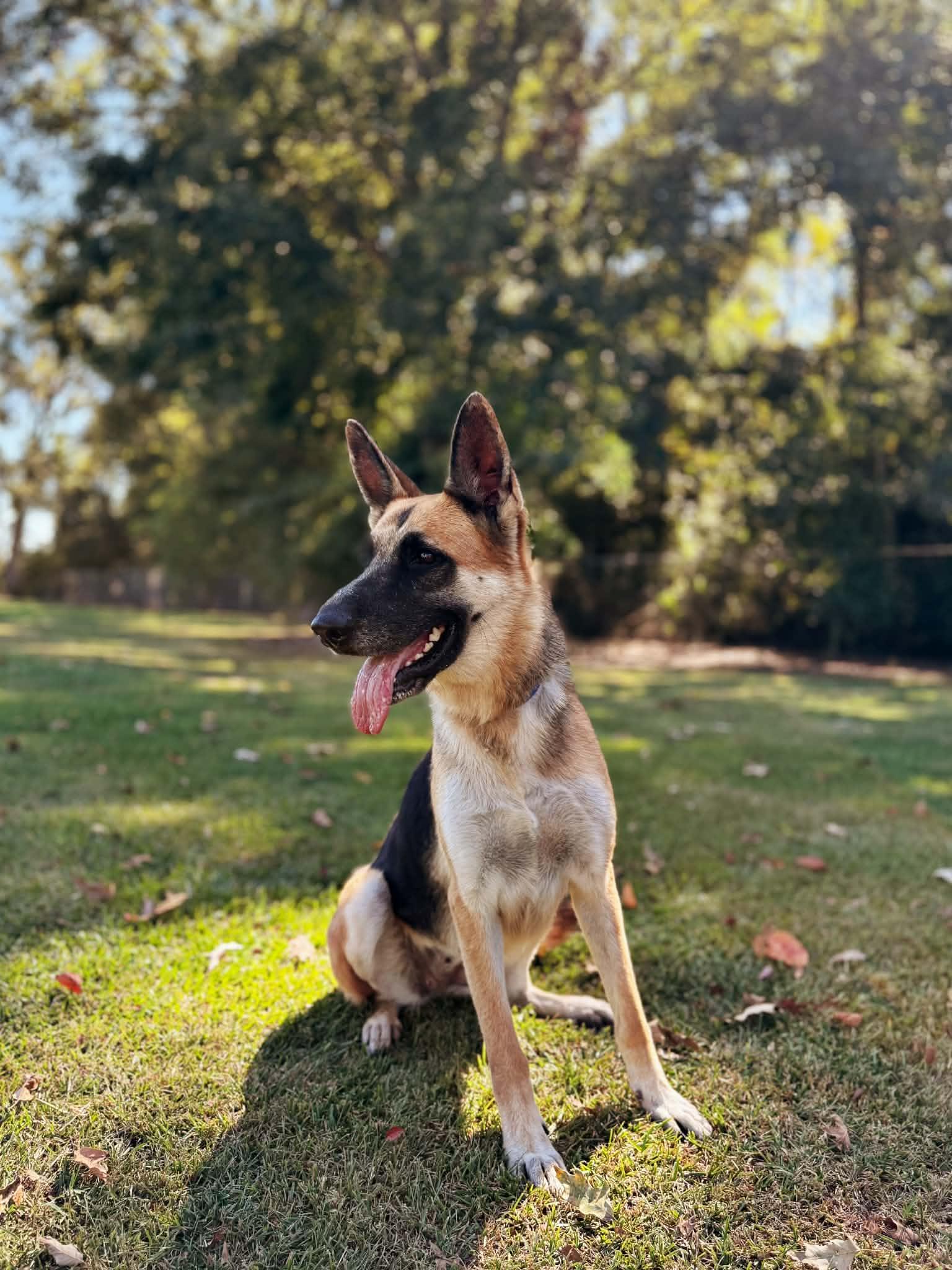 River, Adoptable, Adult Female German Shepherd Dog.